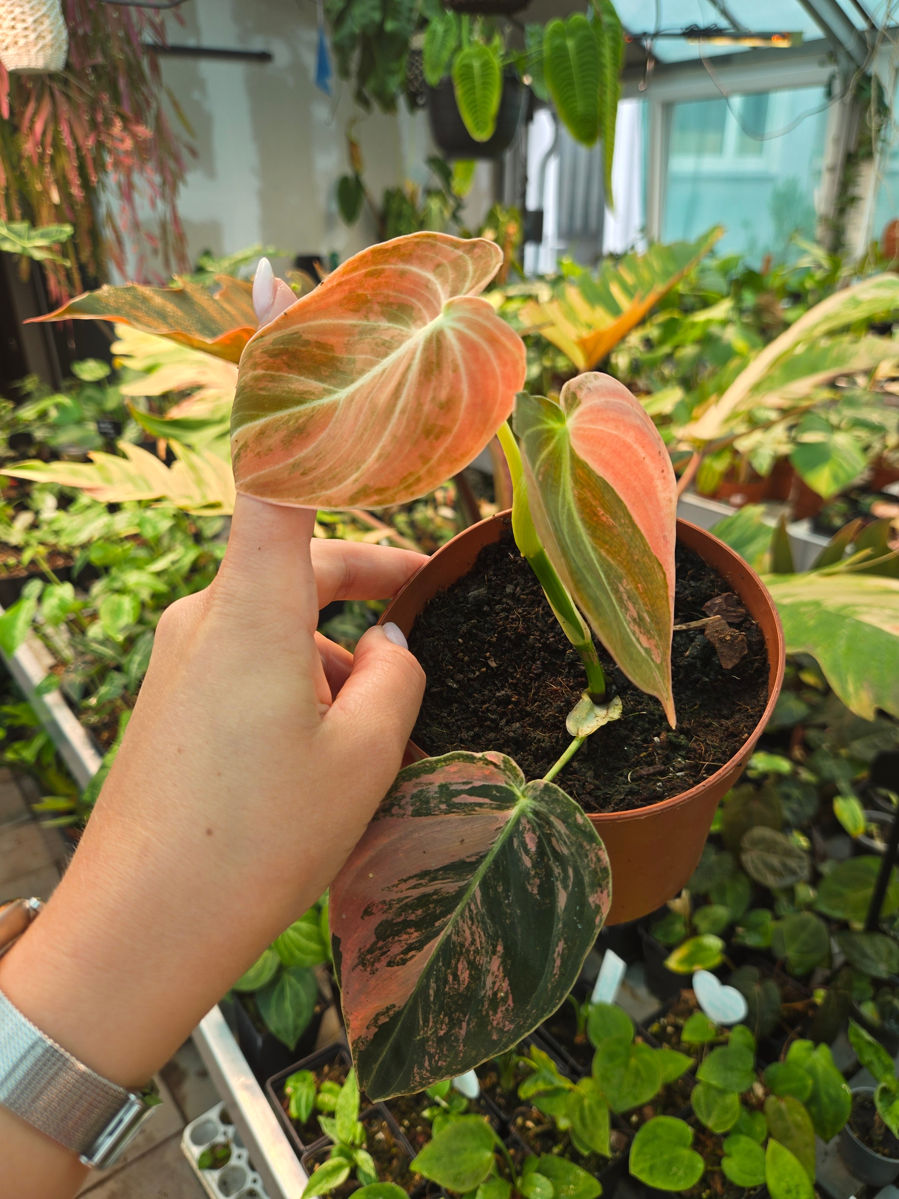 Philodendron Melanochrysum orange pink medium