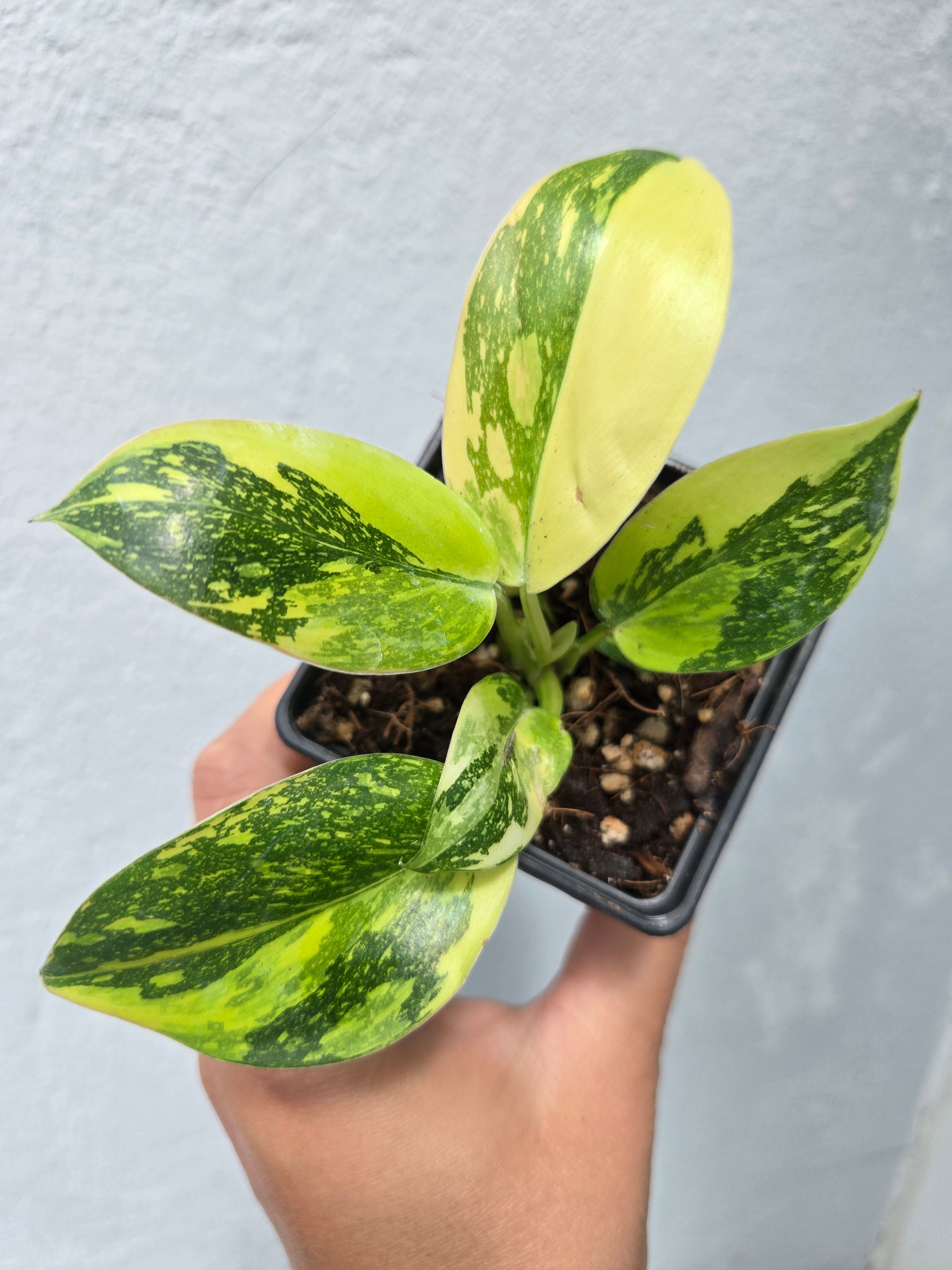 Philodendron Green Congo Marble