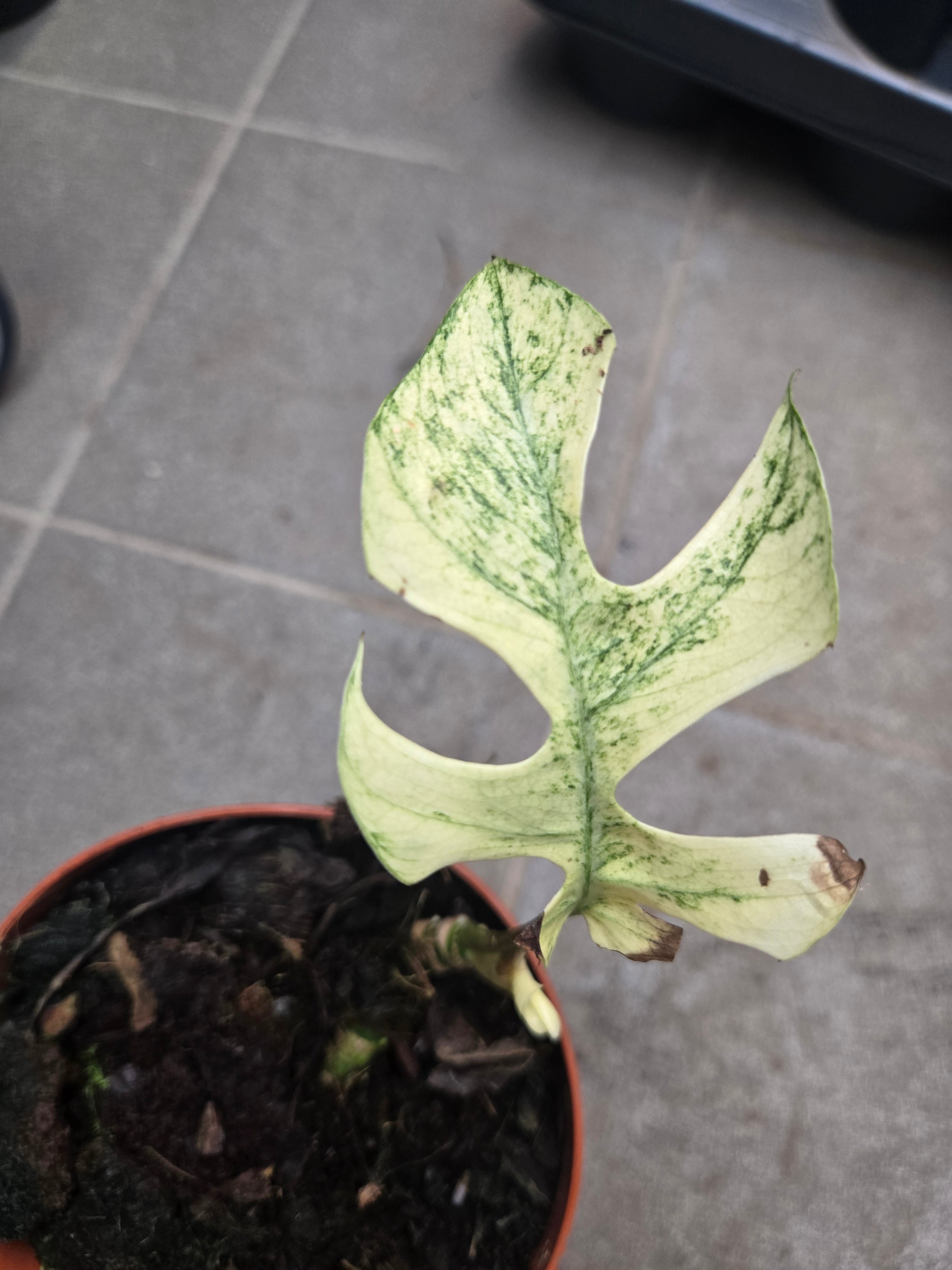 Rhaphidora t. Minima white Monster - Sad Plant