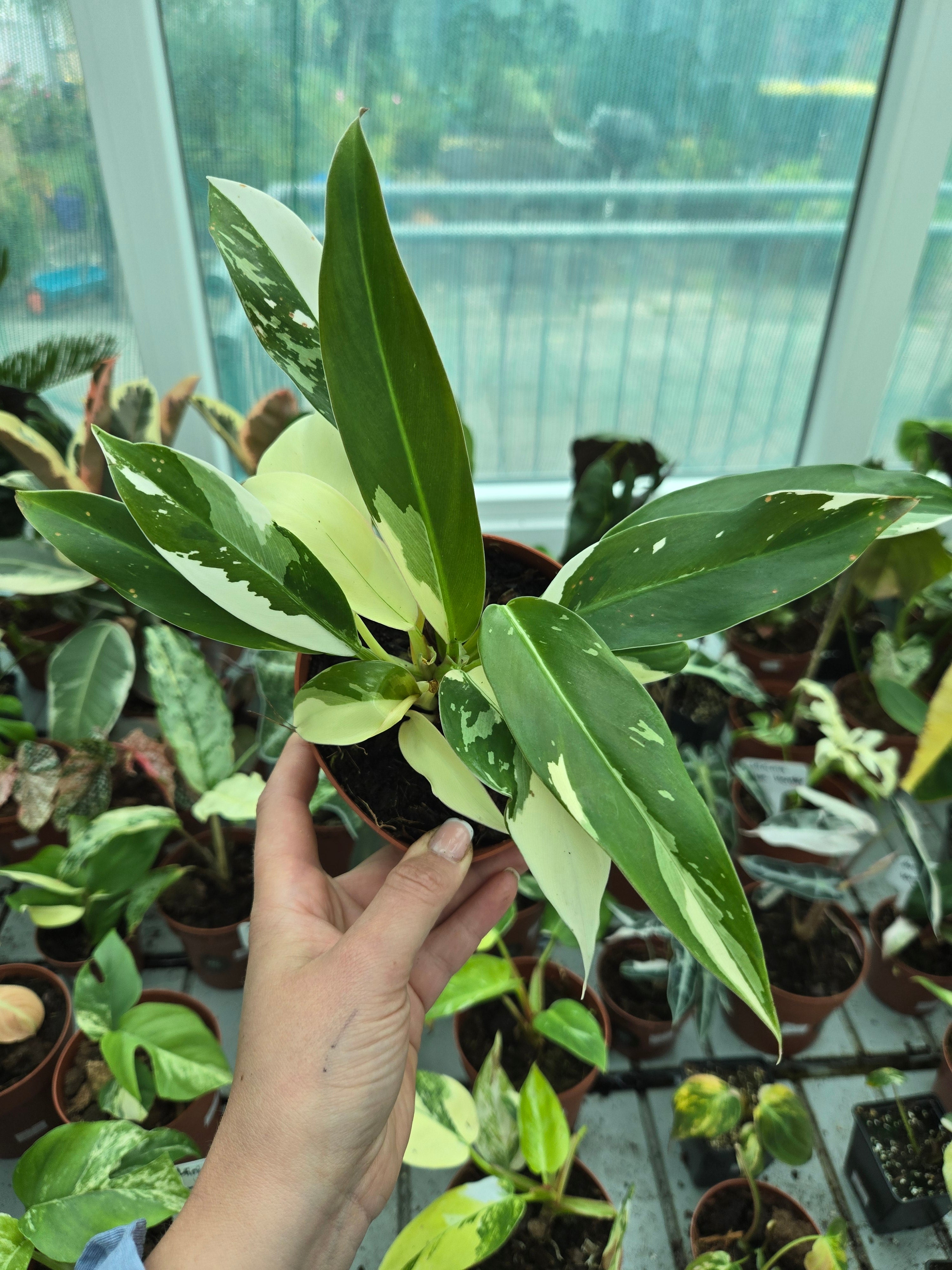 philodendron wendlandii imbe Philodendron Wende imbe Variegata