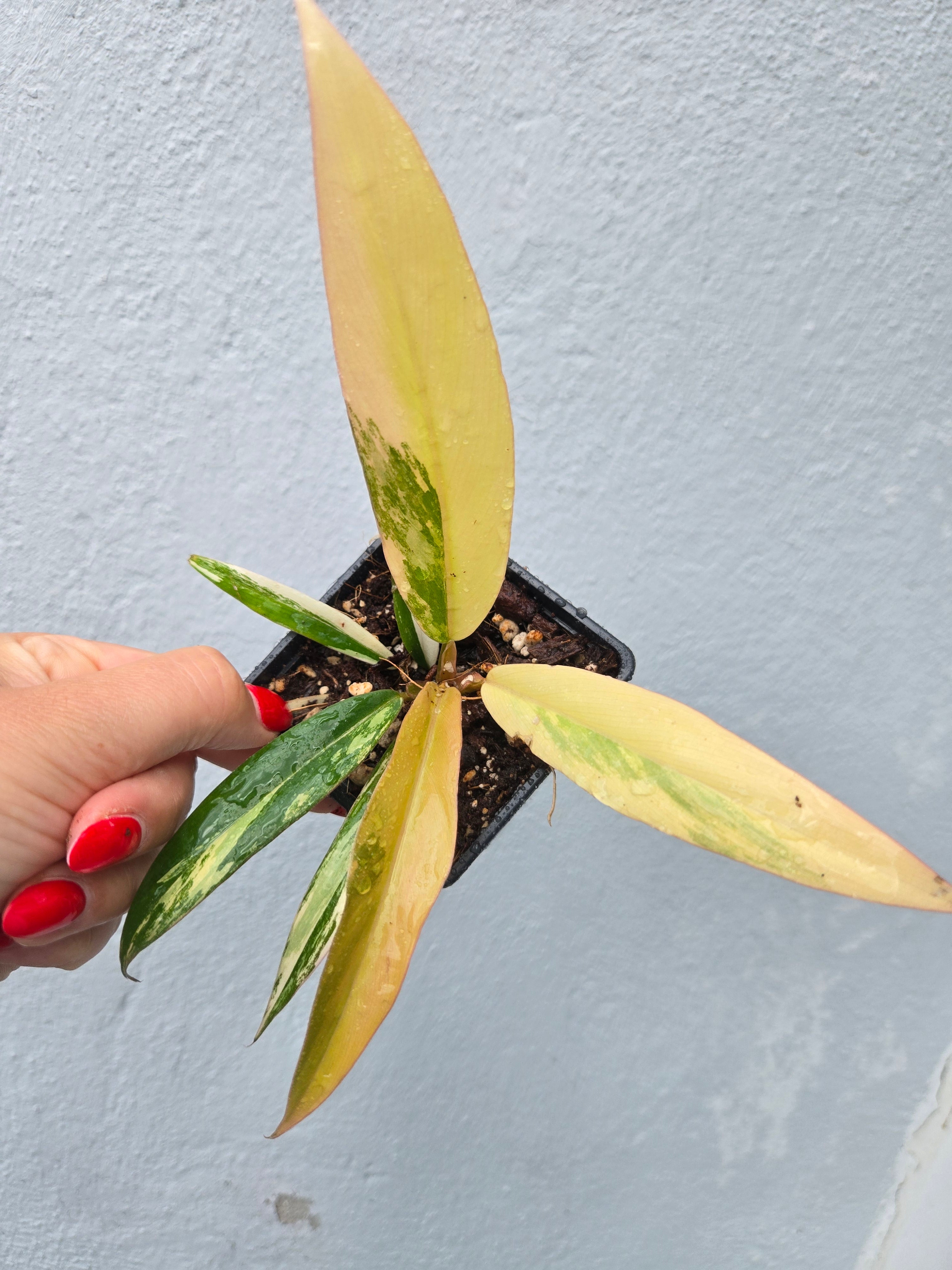 Philodendron Caramel Marble
