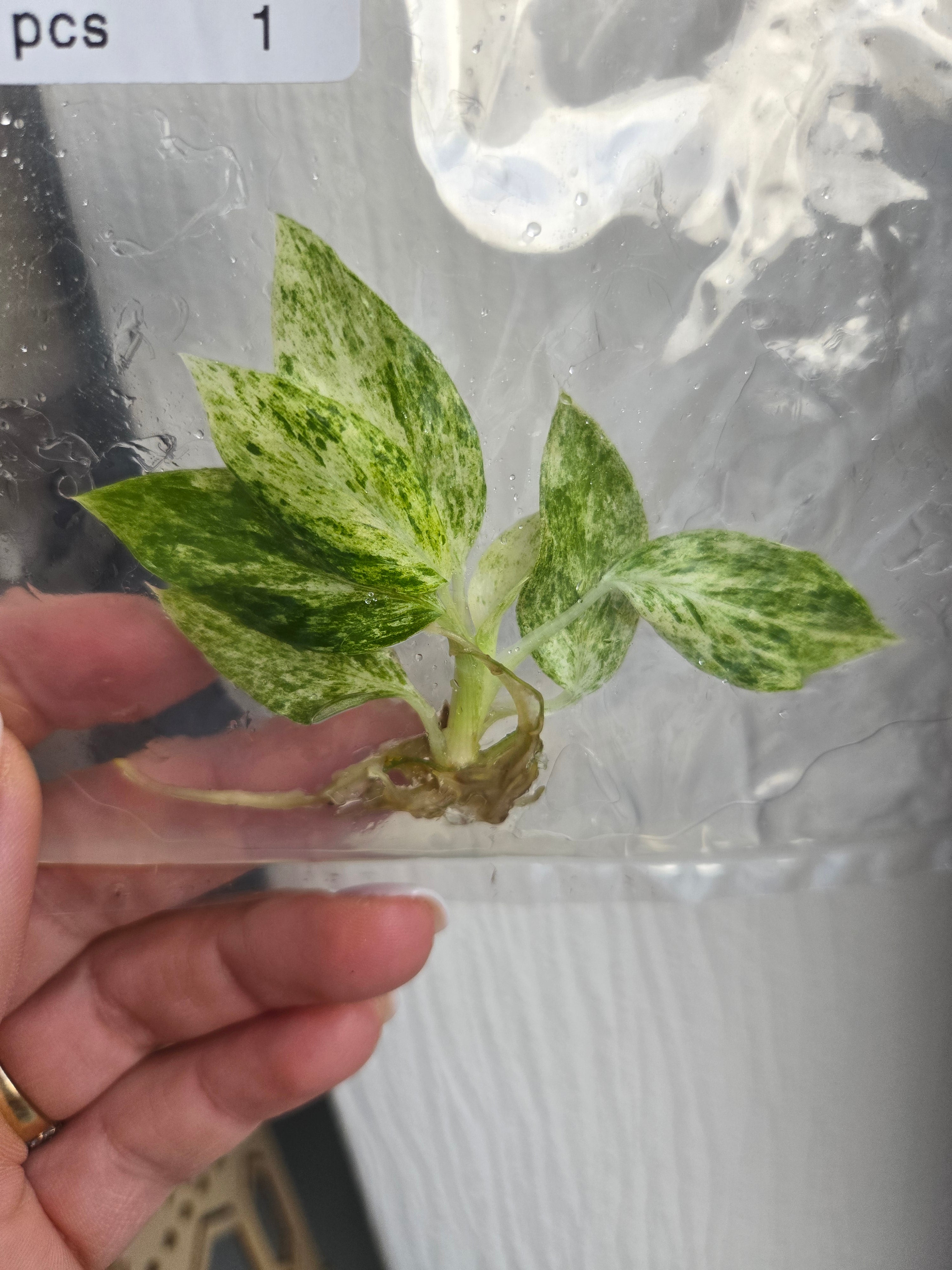 Philodendron Giganteum Blizzard - TC