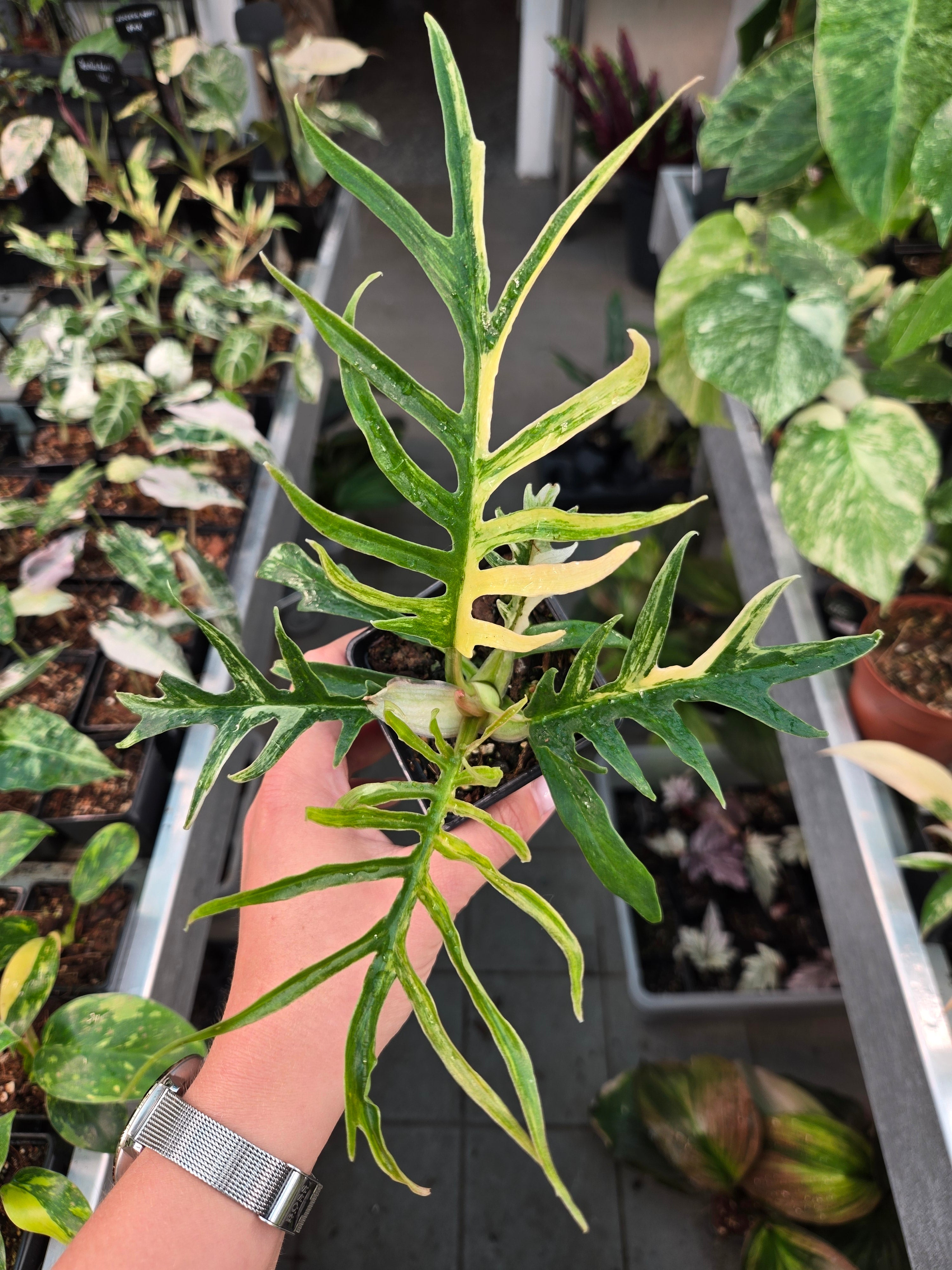 Philodendron Tortum Variegata