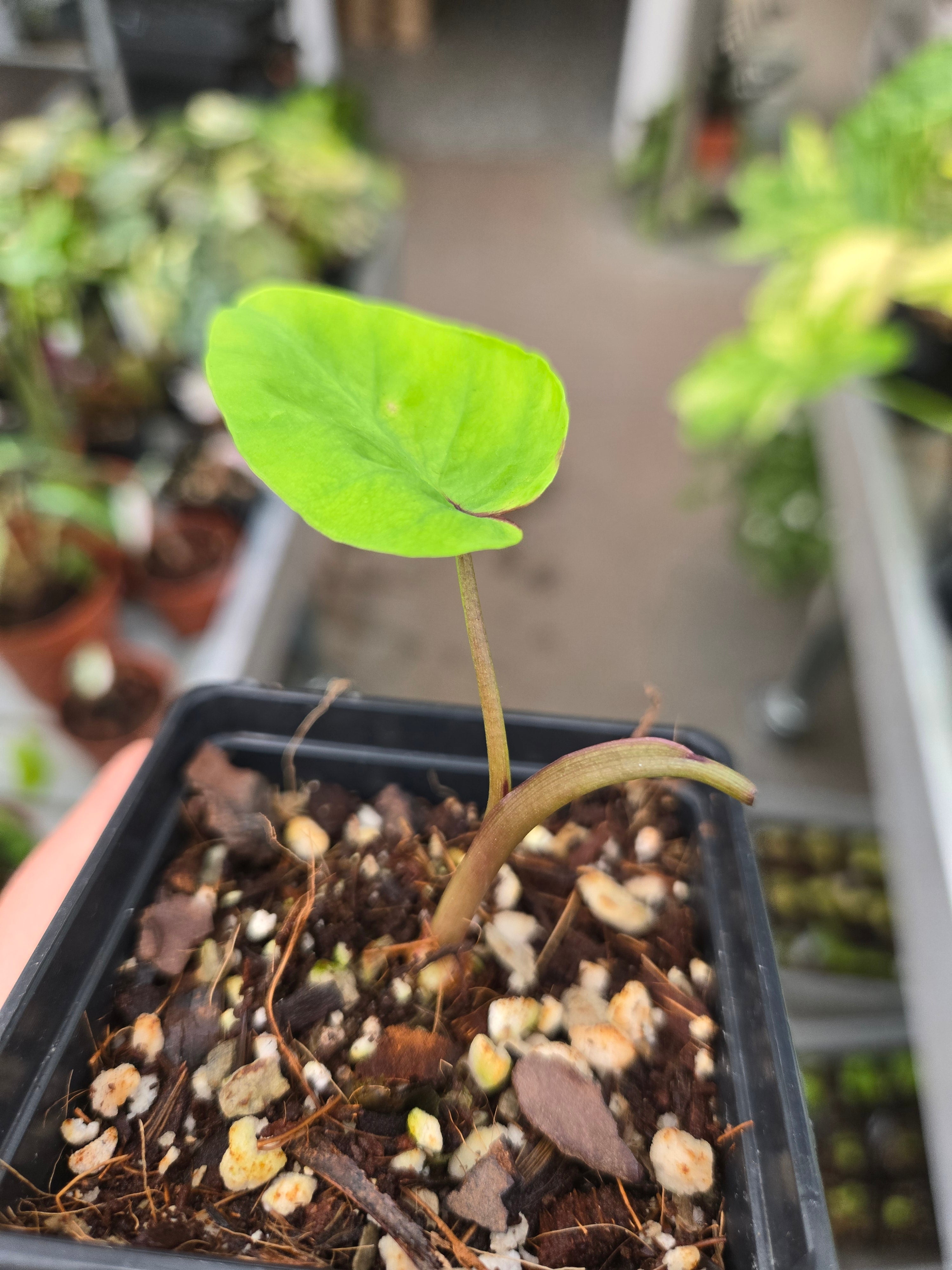 Colocasia Pharao Mask