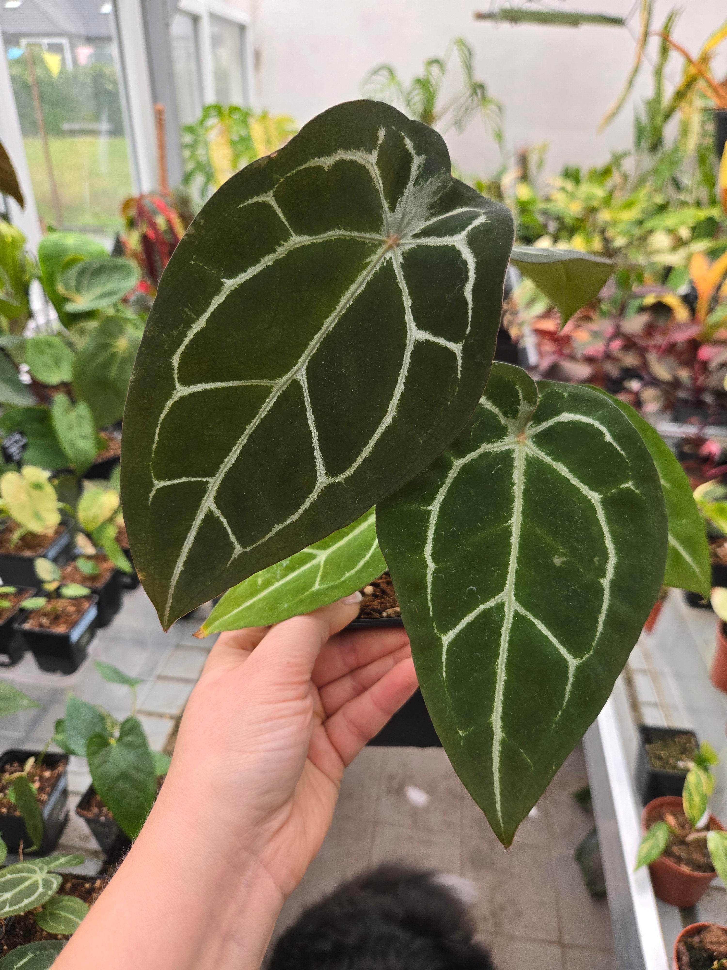 Anthurium Forgetti x Red Crystallinum (closed Sinus)