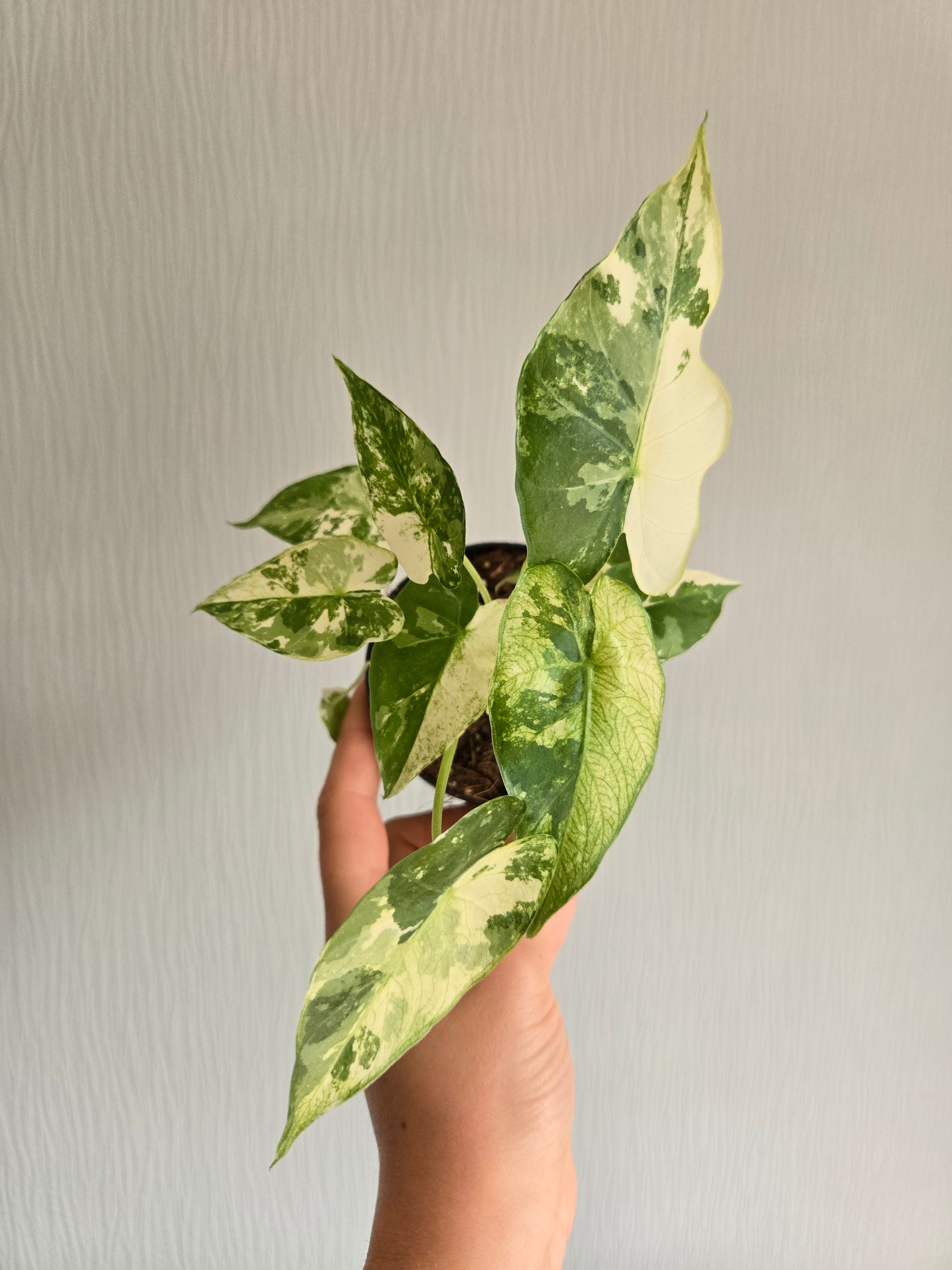 Alocasia Gagaena Albo