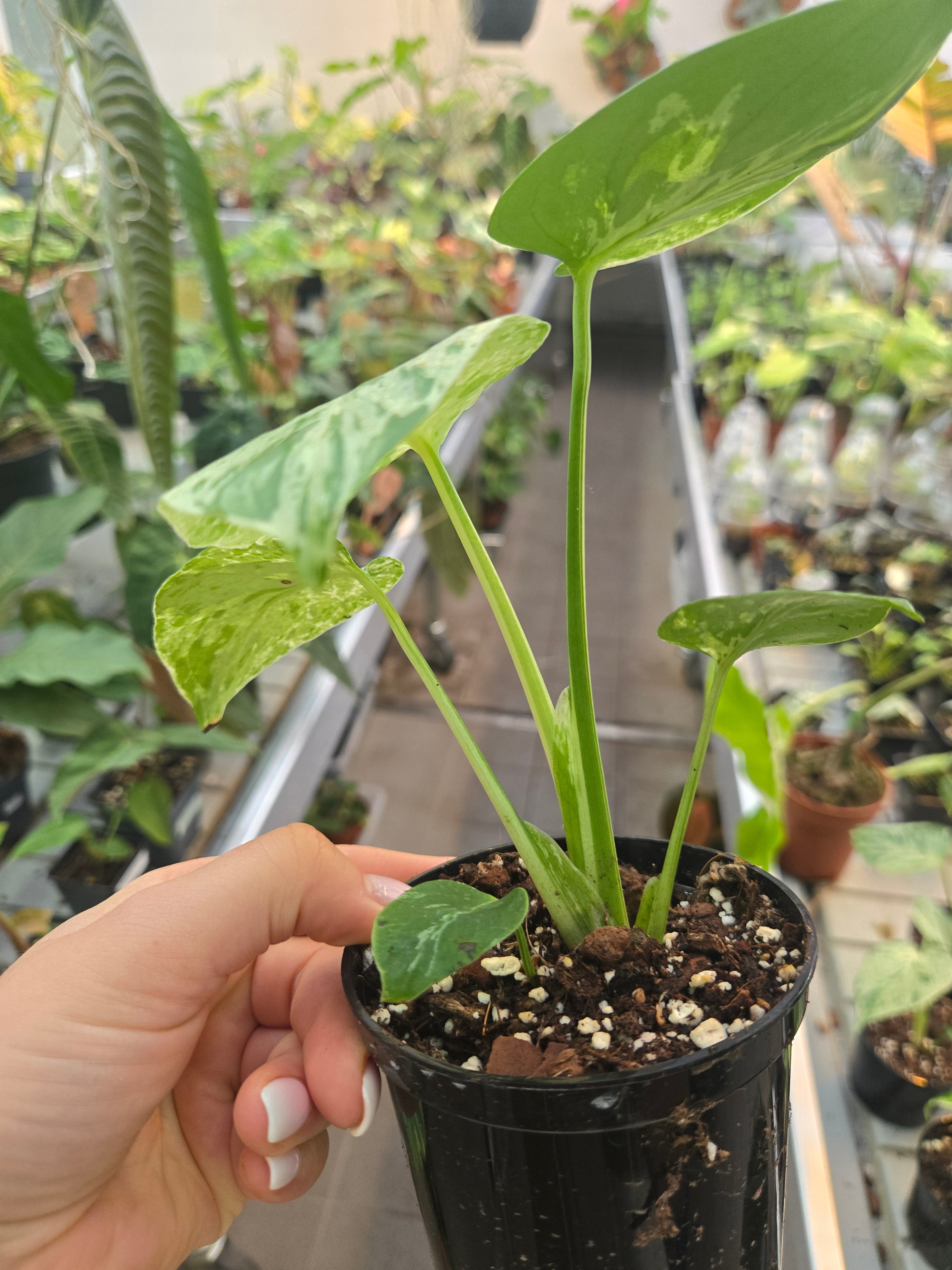 Black Friday Deal Monstera Bulbasaur