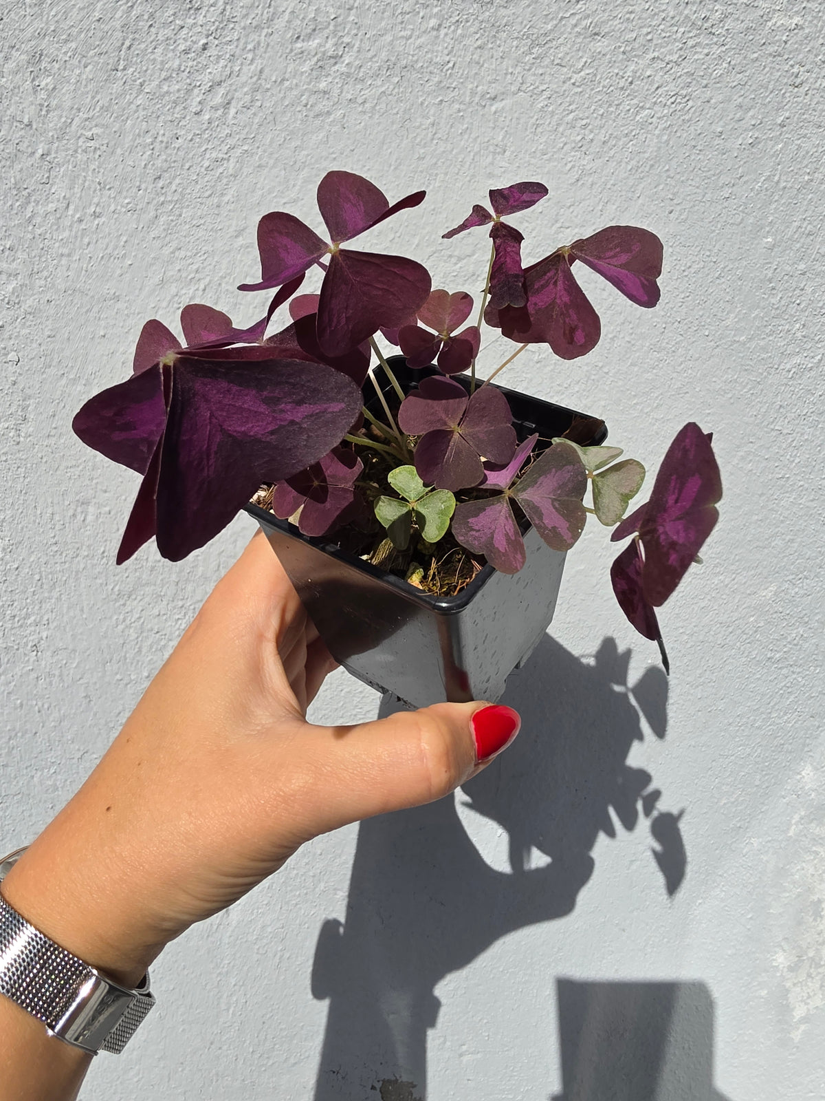 Oxalis Triangularis Klee