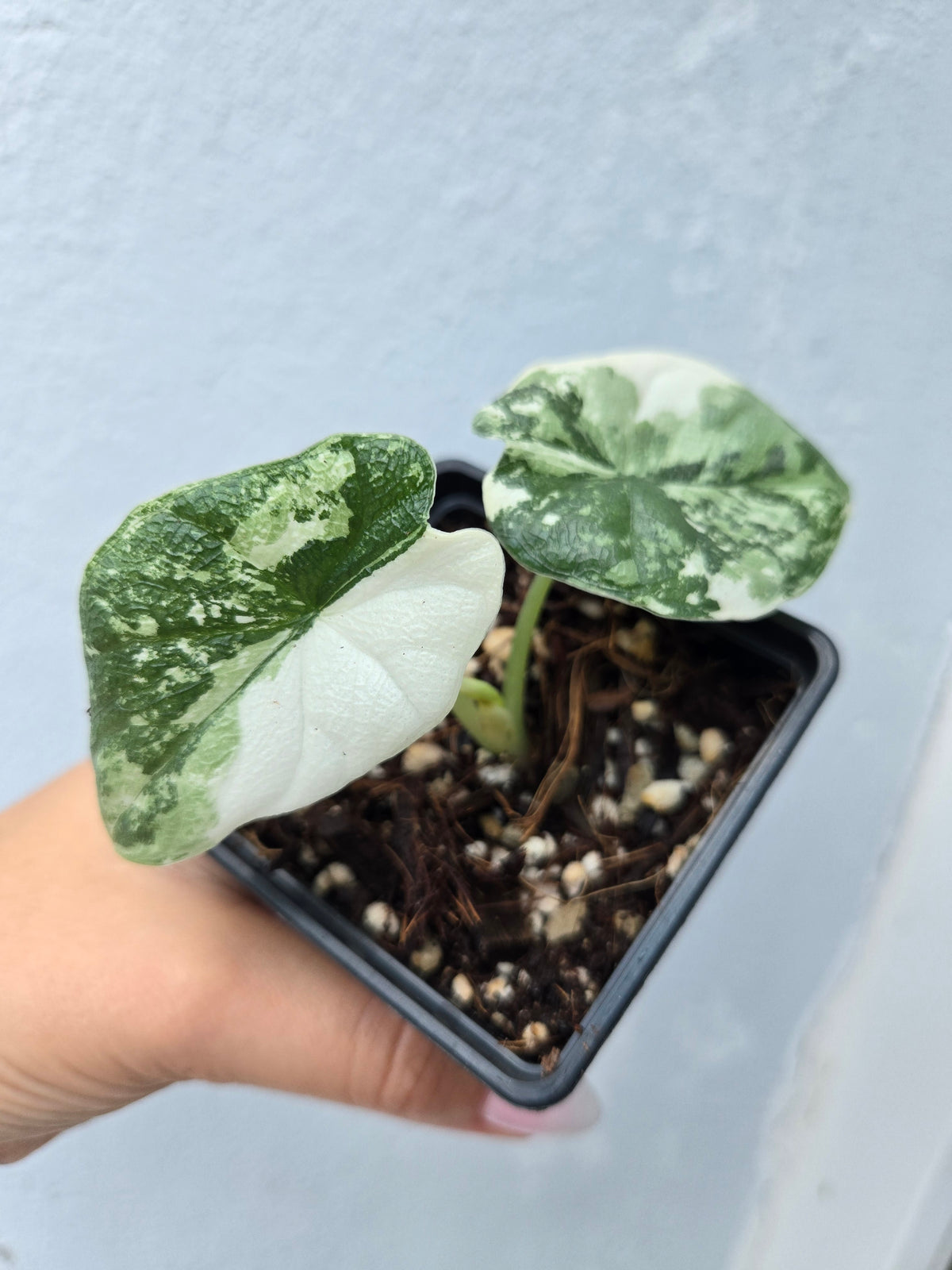 Alocasia Melo Albo