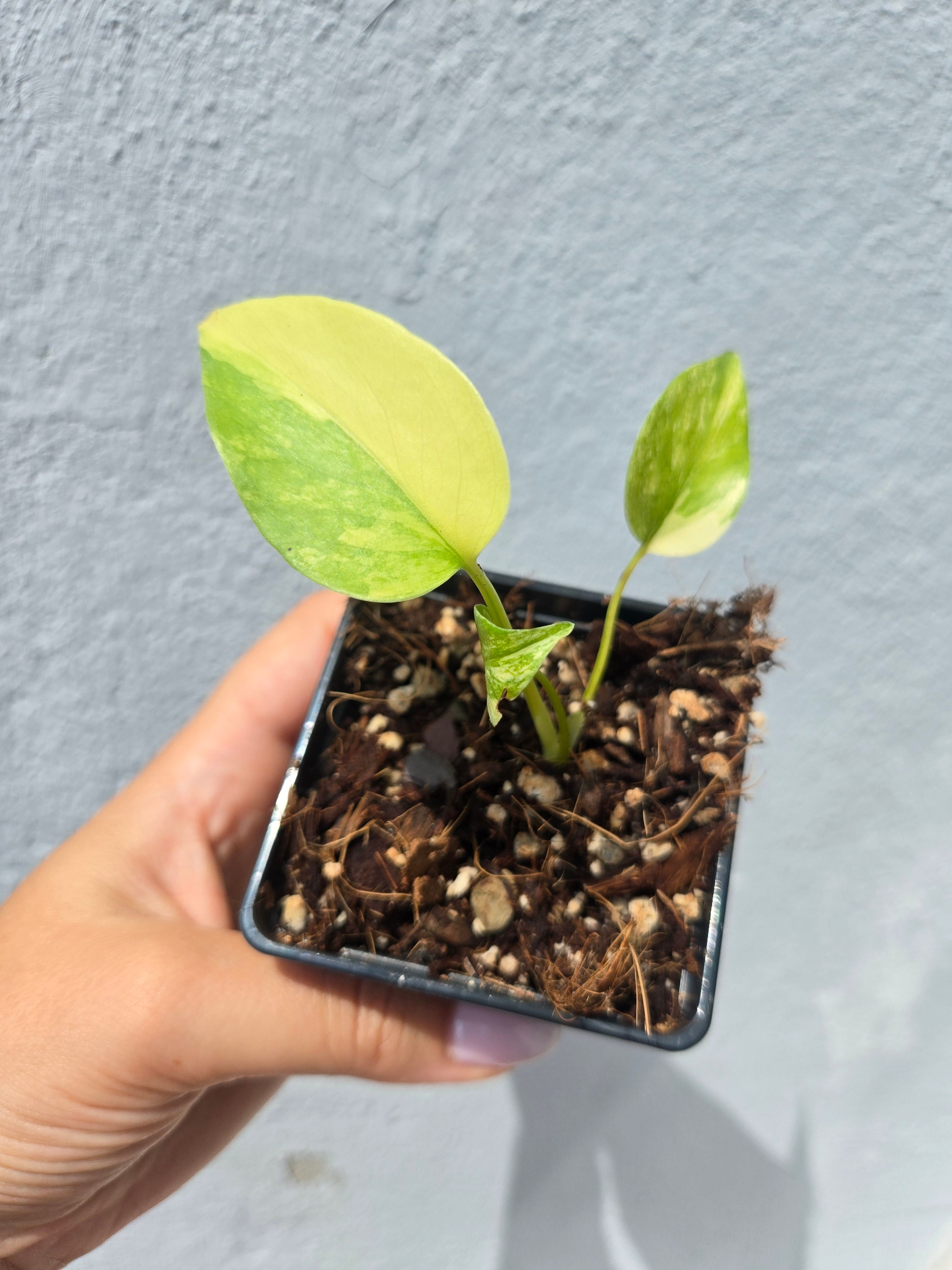 Monstera Marilyn