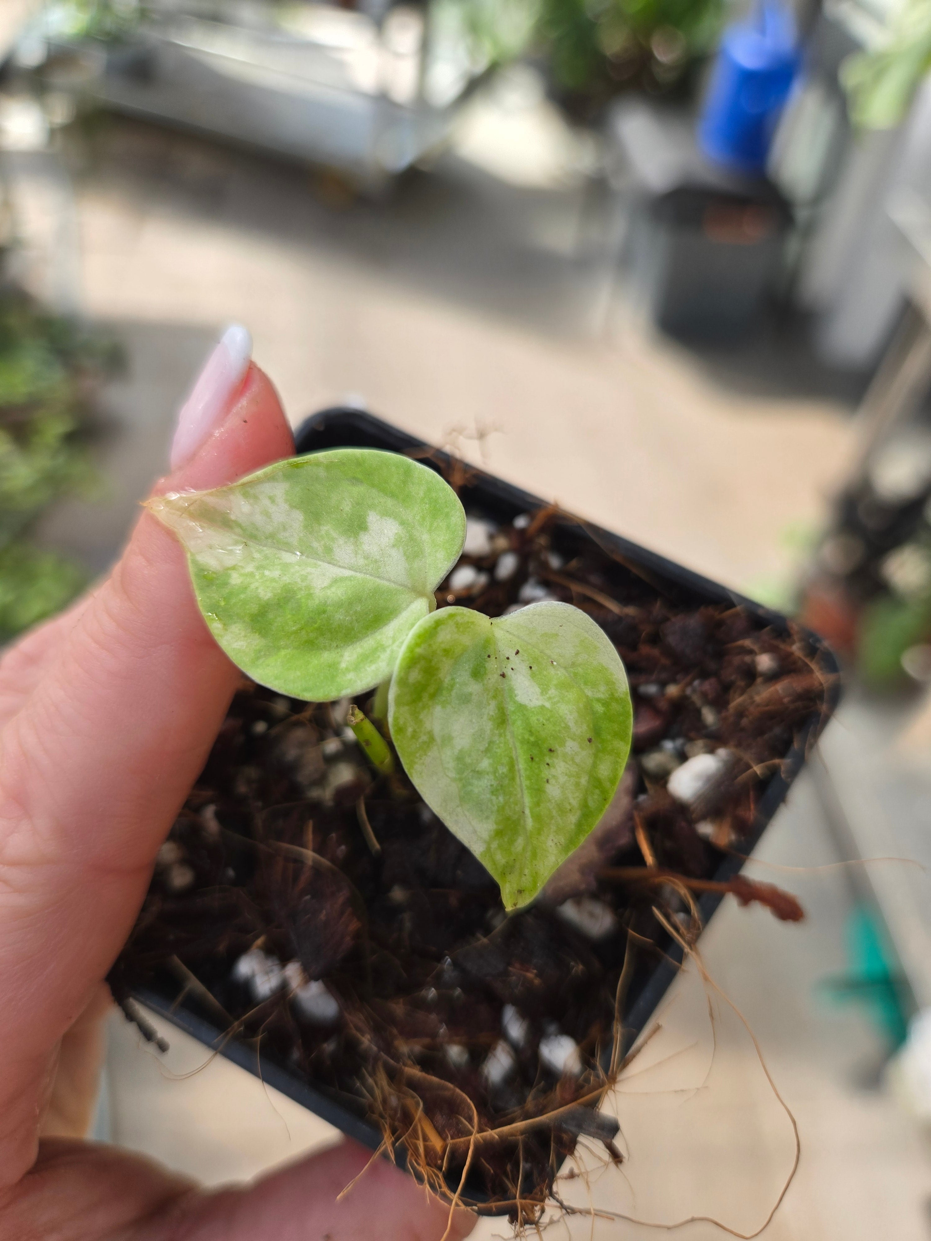 Anthurium Clarivernum Variegata