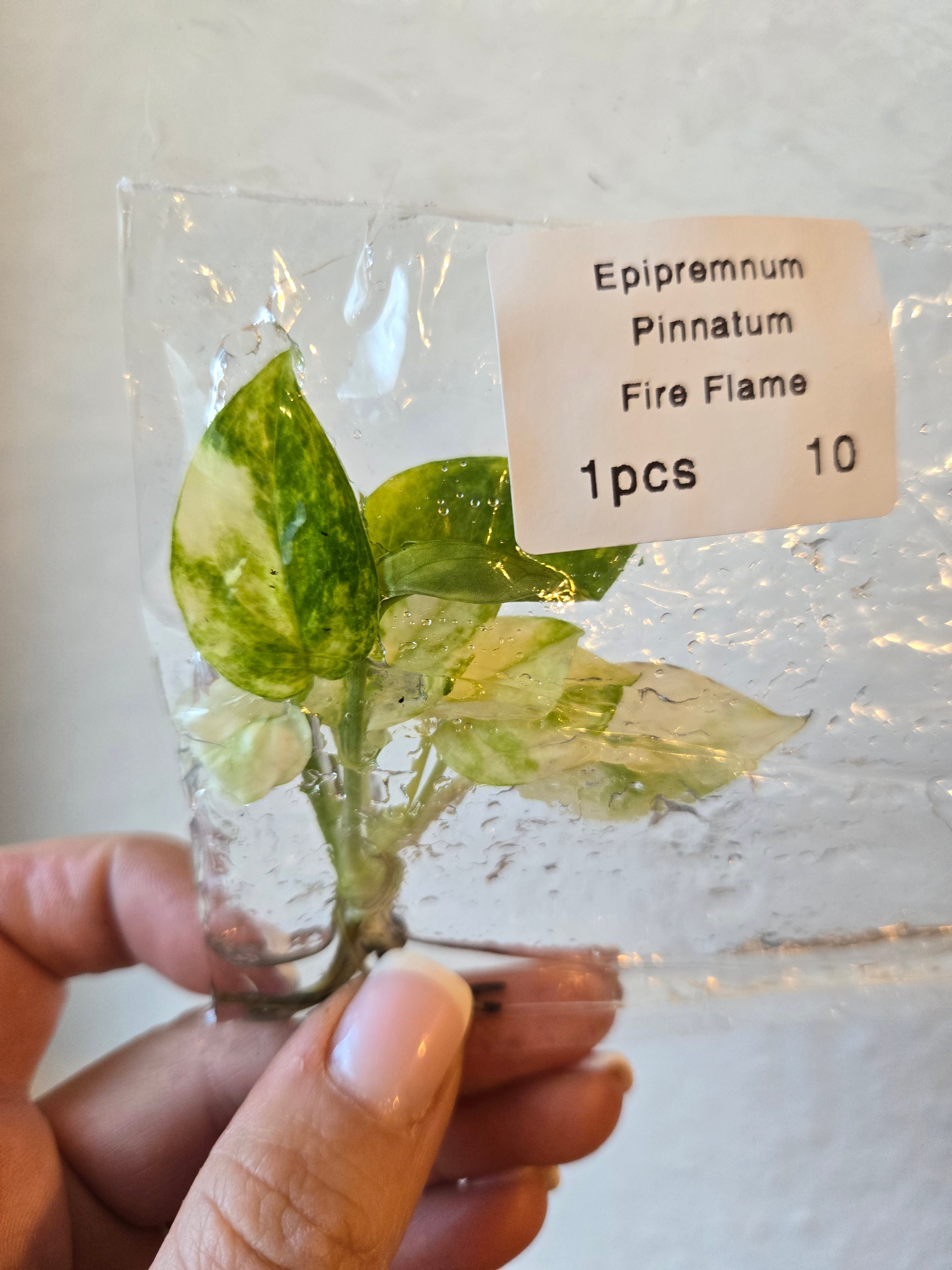 Epipremnum Pinnatum fire Flame