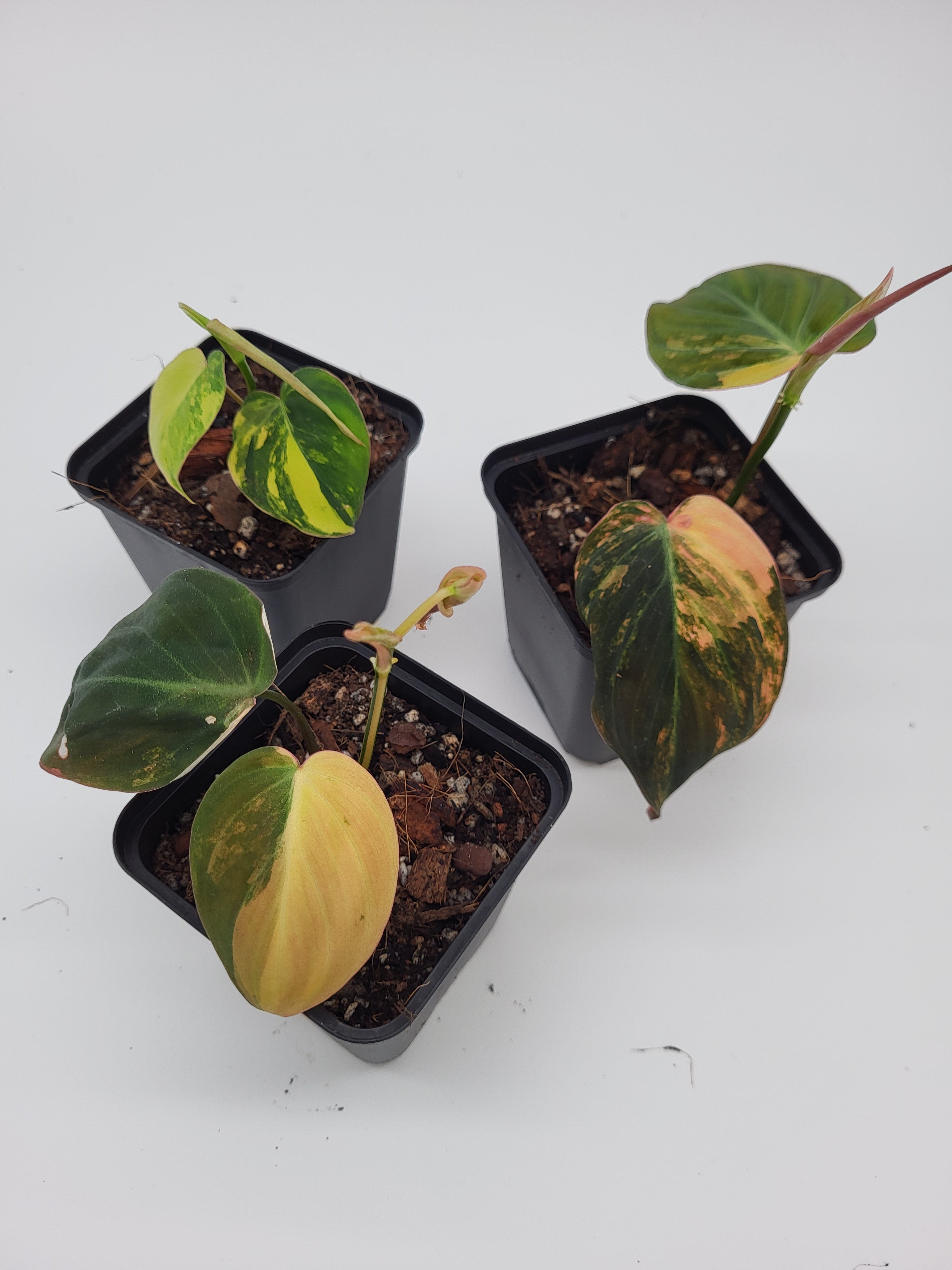 unhealthy philodendron Philodendron Micans Variegata