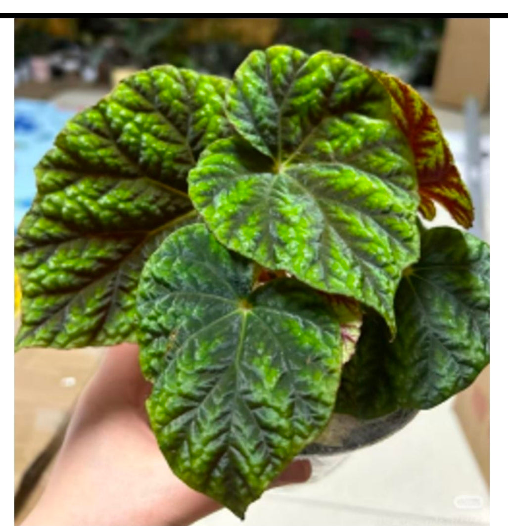 Begonia Pseudoedulis - Tc