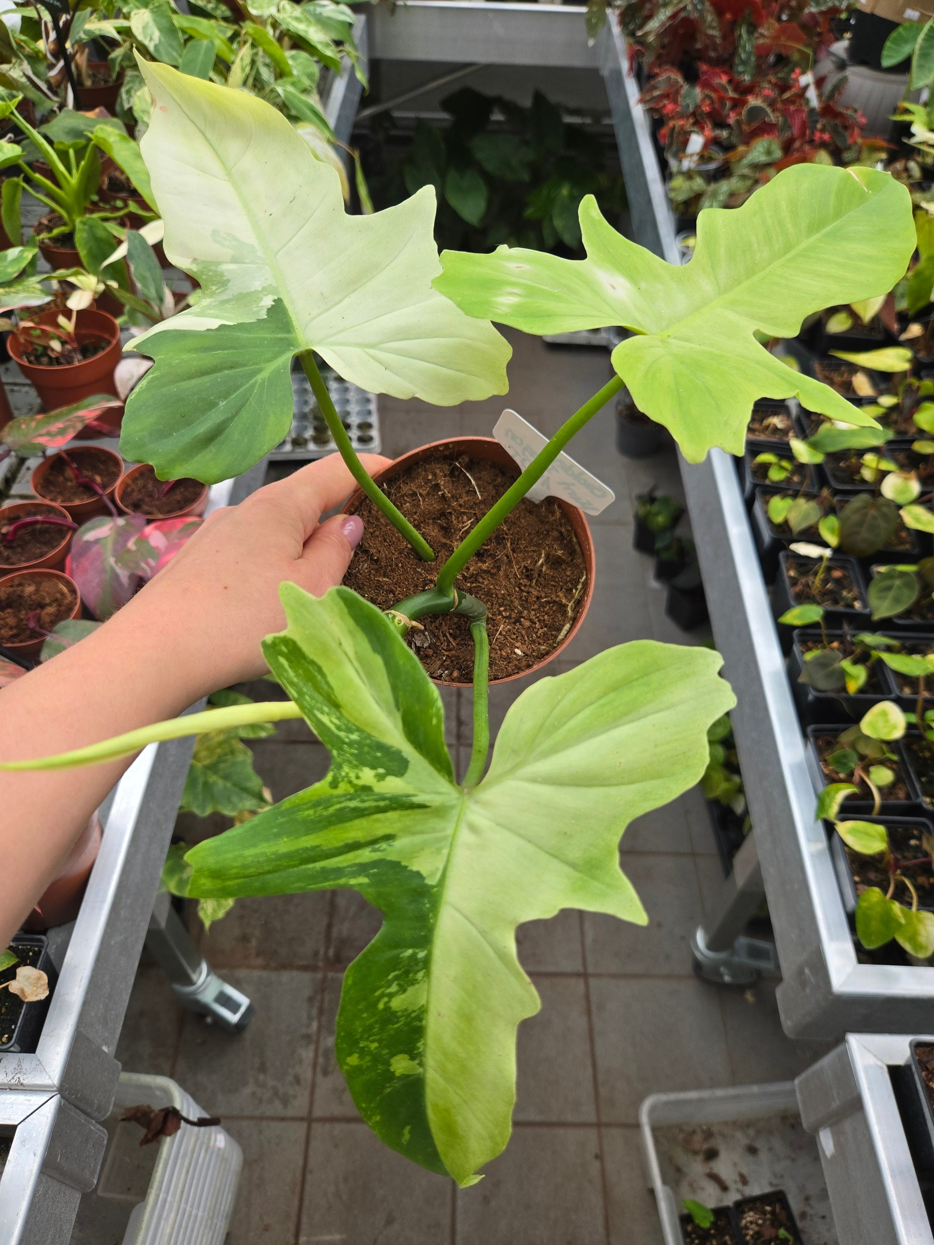Philodendron Golden Dragon Mint