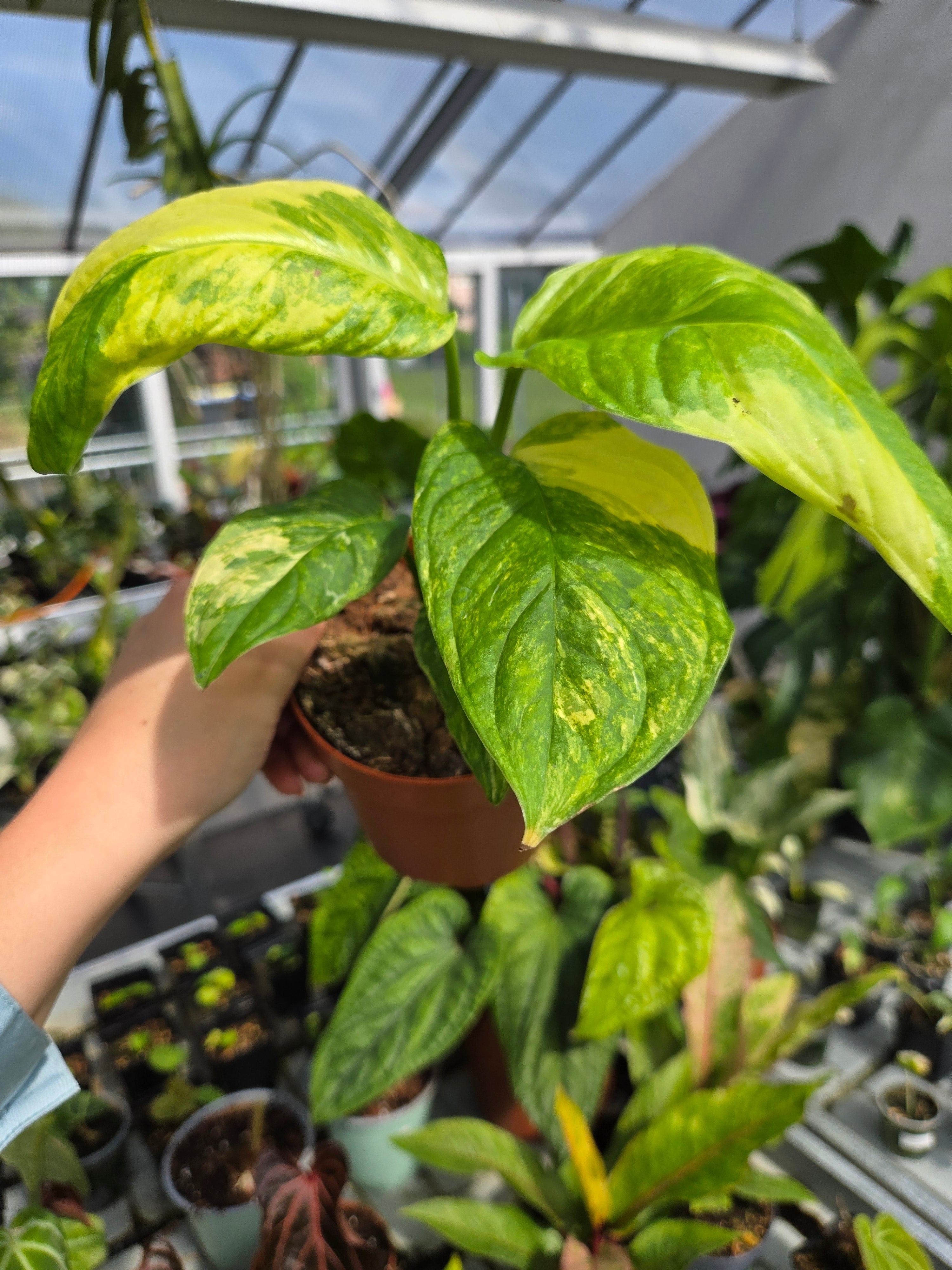 Monstera Obliqua Muyuna Variegata