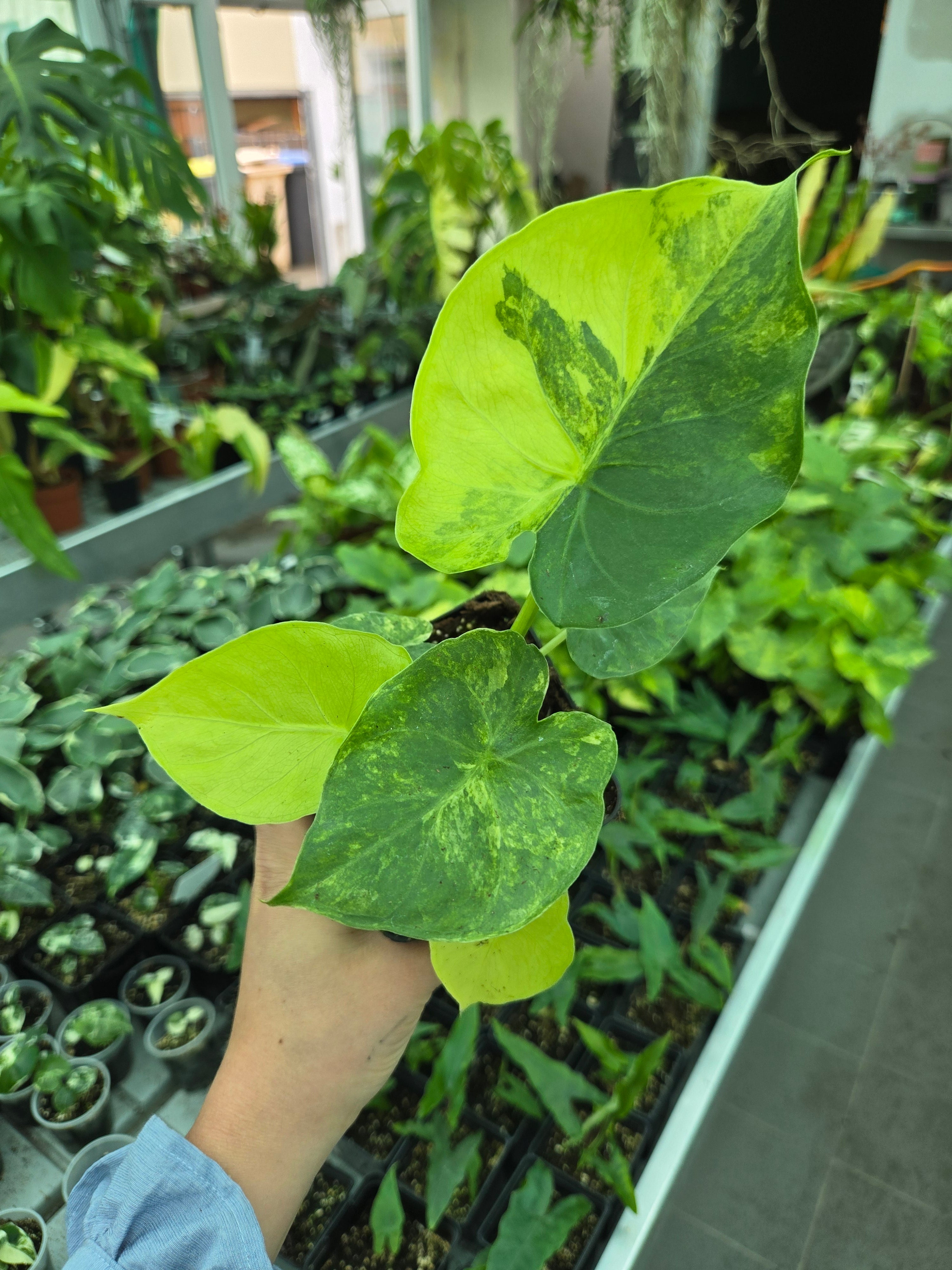 Alocasia Gagaena Aurea