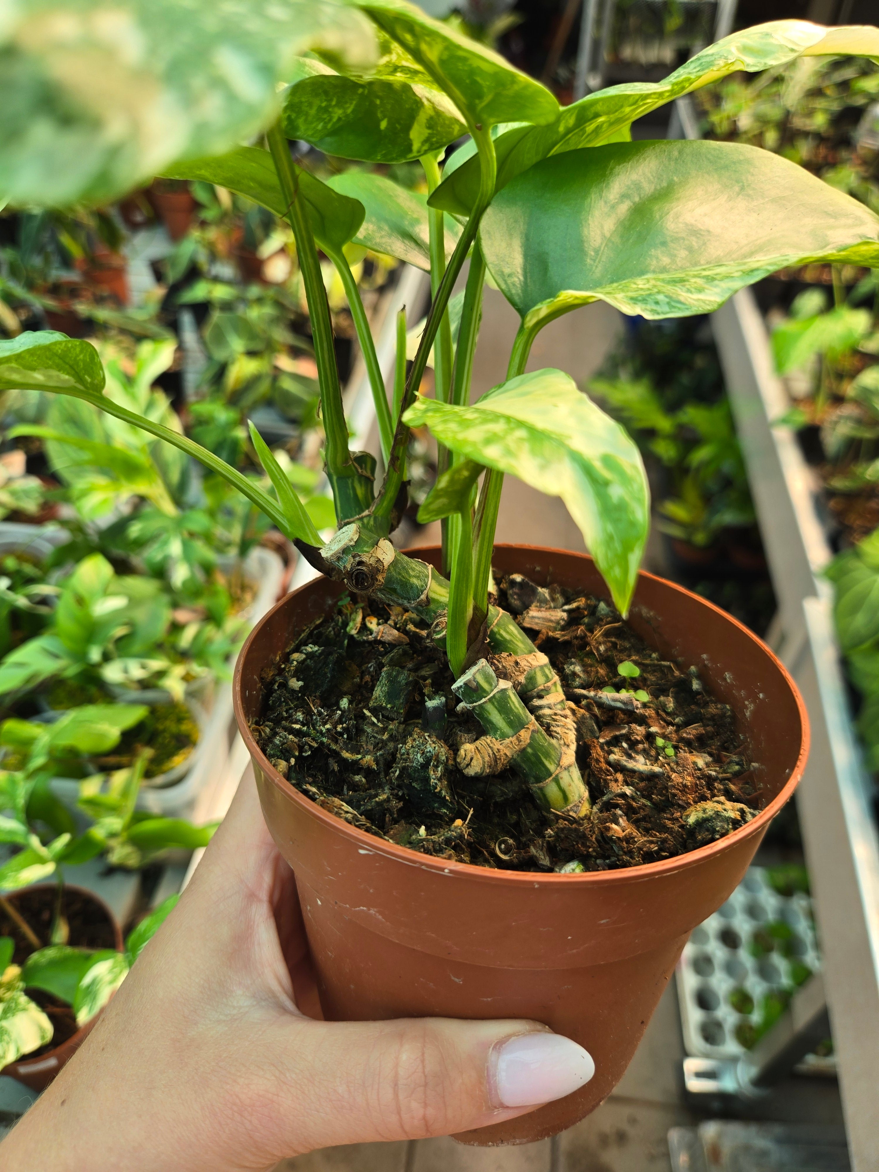 Rhaphidophora tetrasperma Super Thai 2