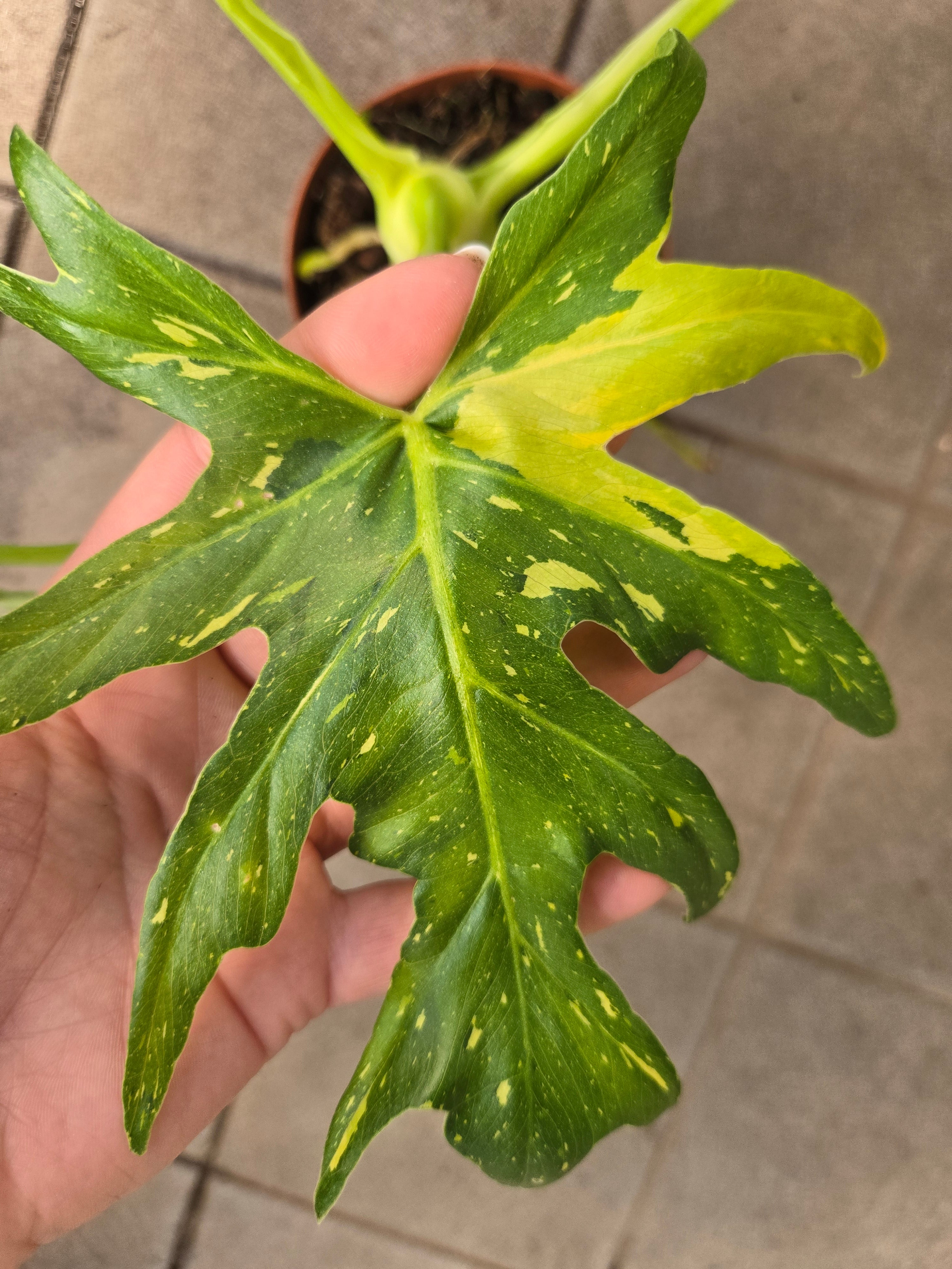 Philodendron Warscewiczii variegata