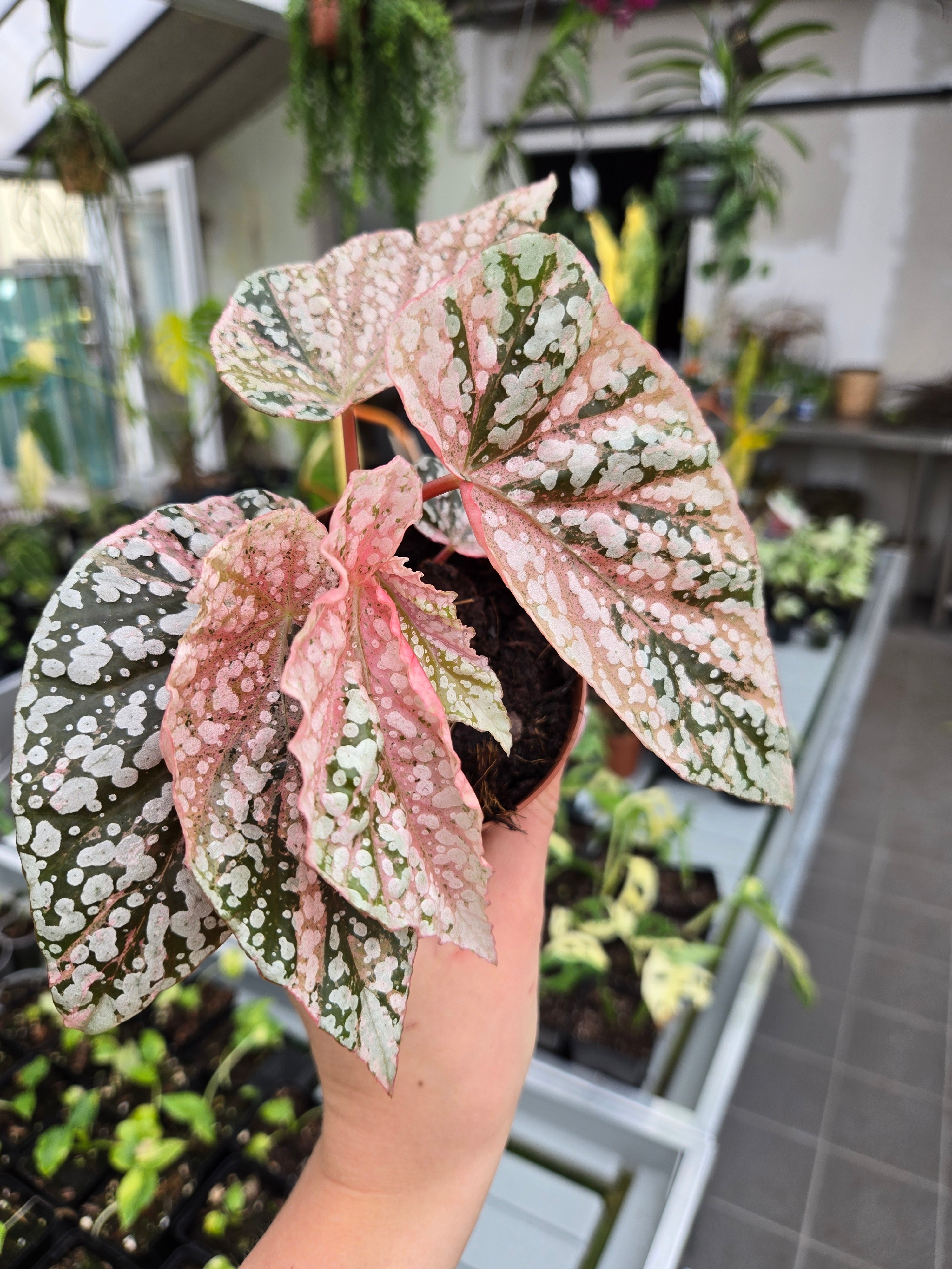 Begonia snow capped Variegata