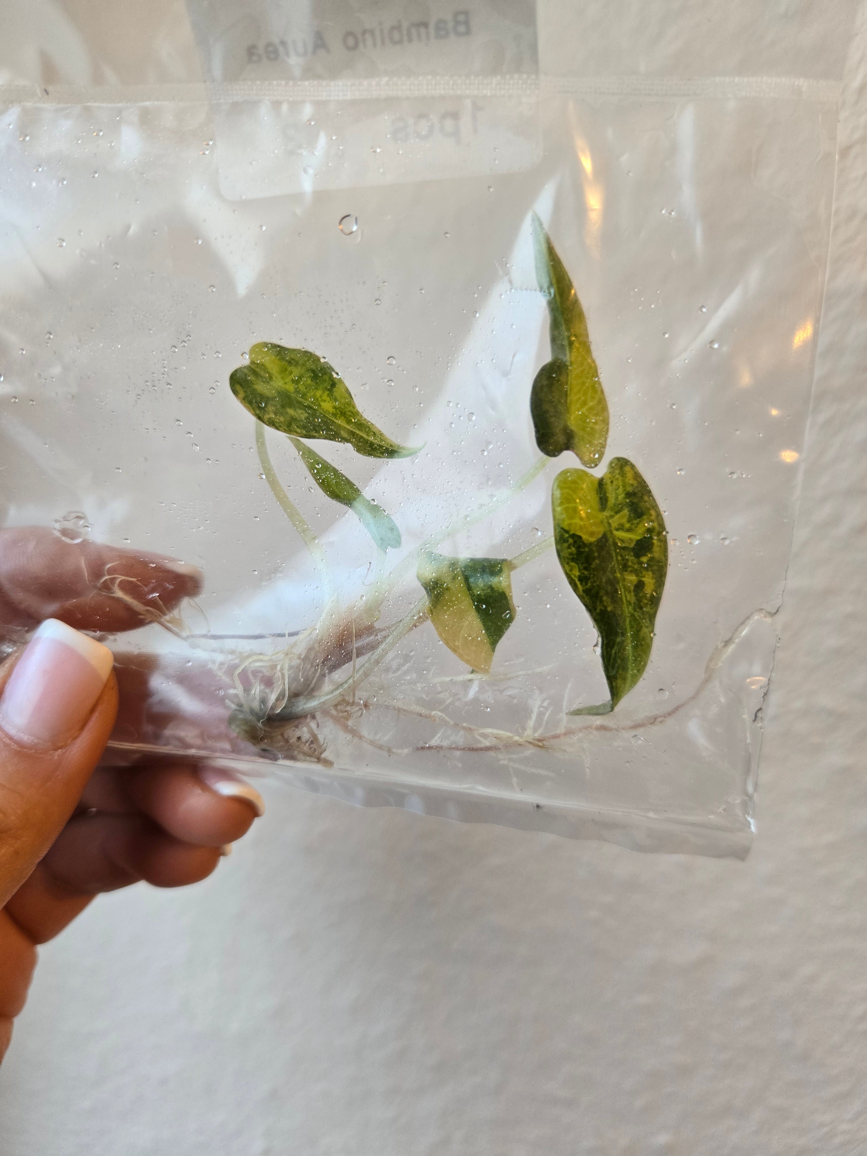 Alocasia Bambino Aurea