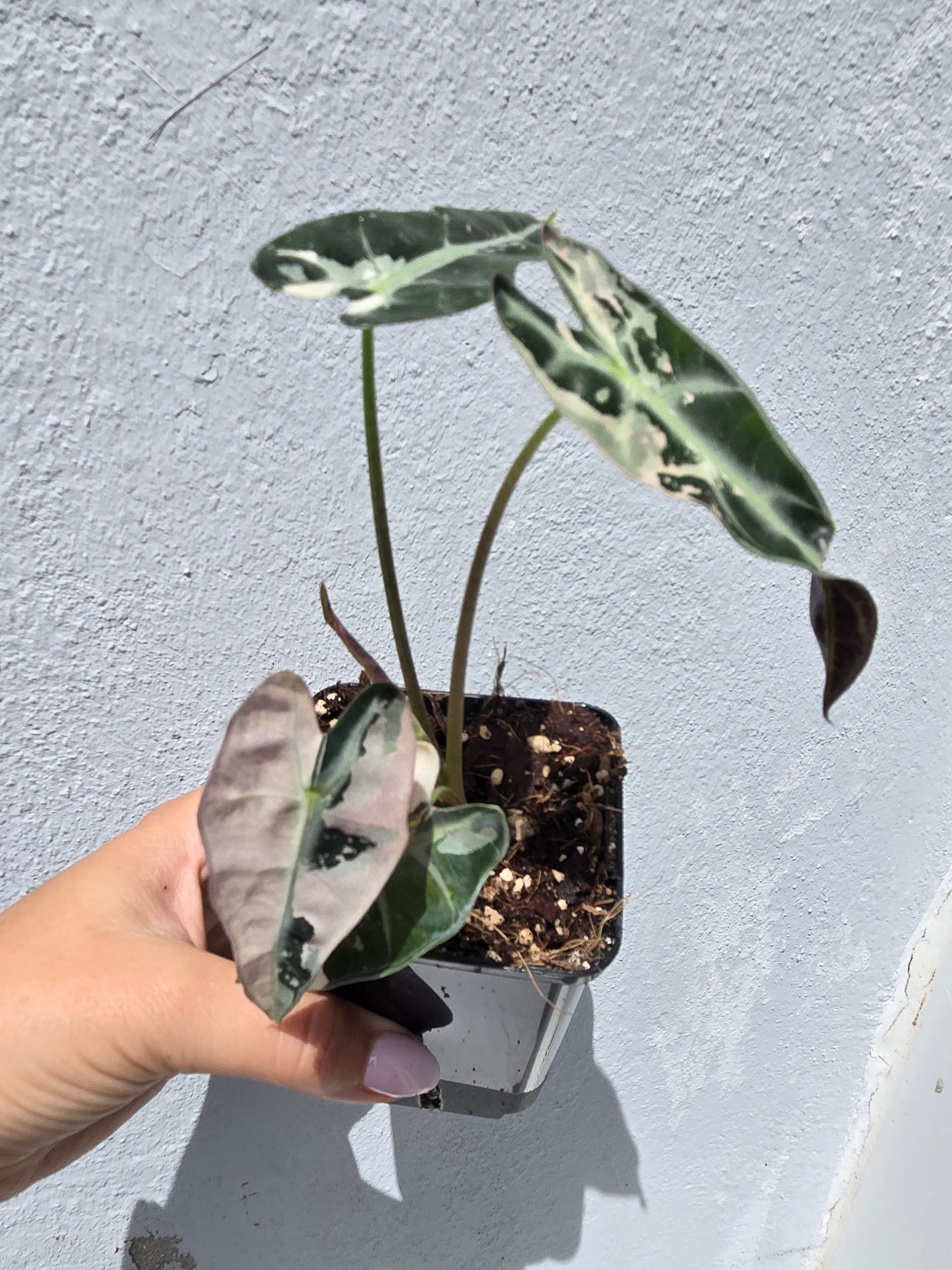 Alocasia Bambino Pink