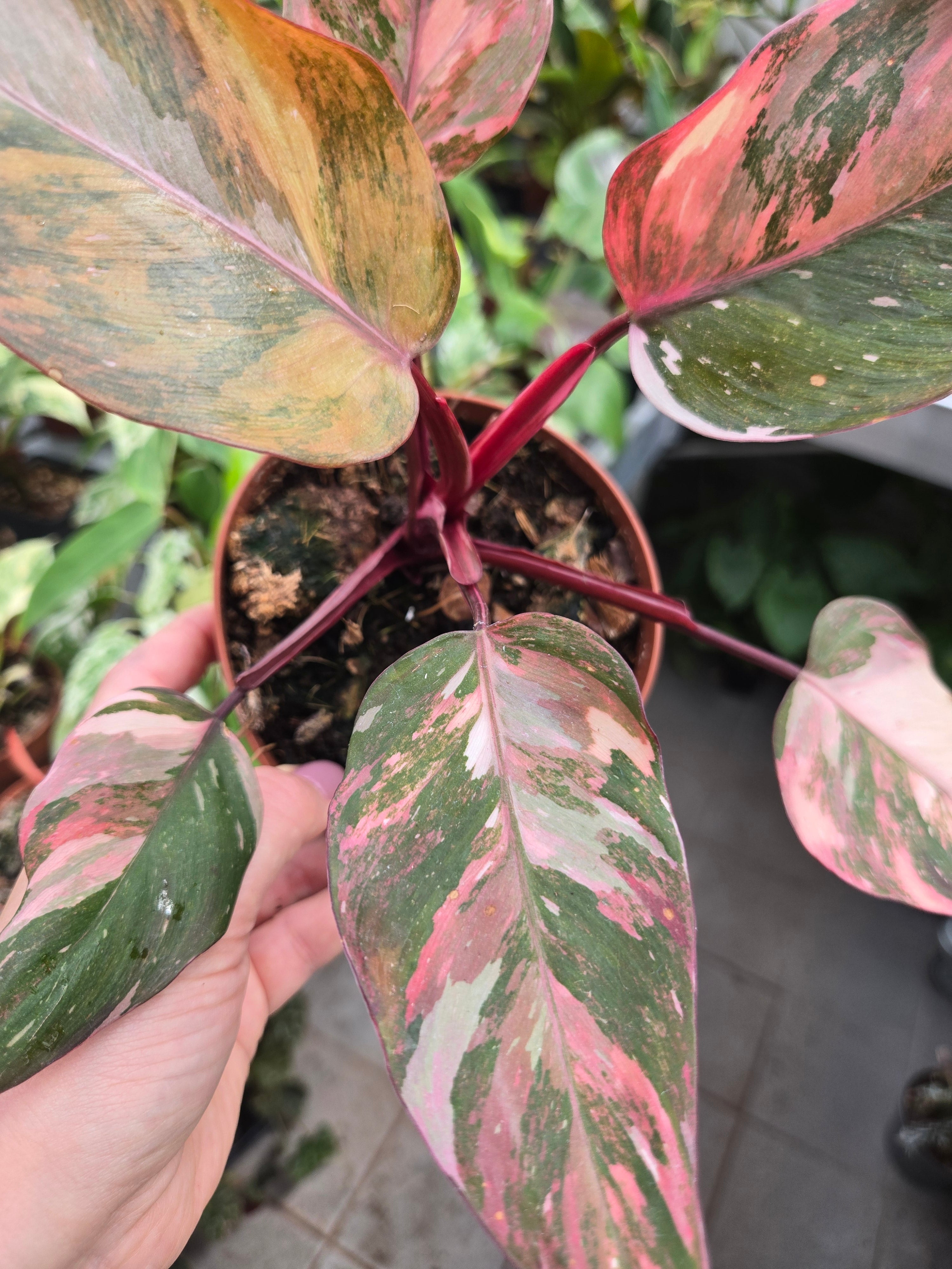 Philodendron Princess of Fire