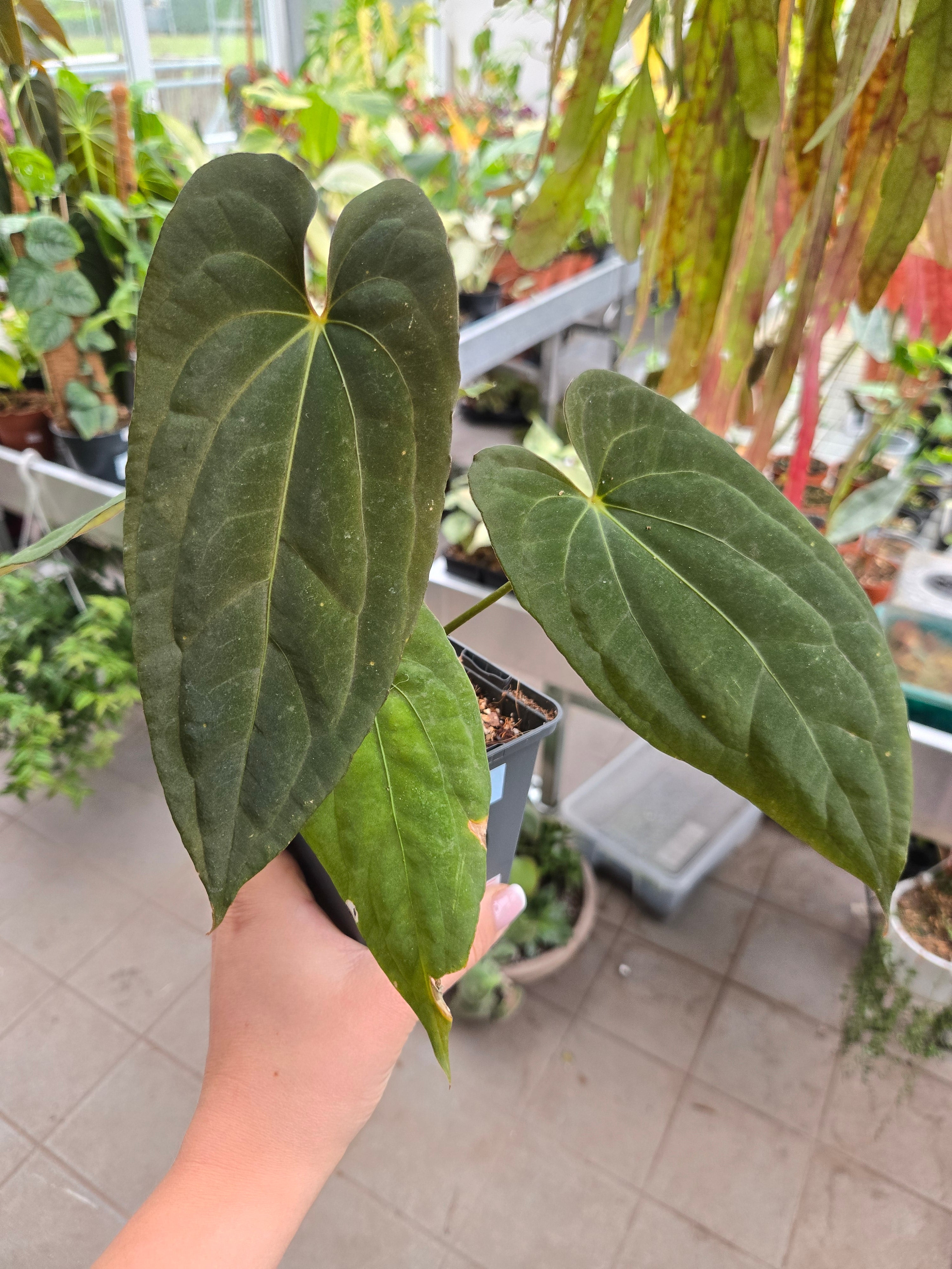 Anthurium Purnama