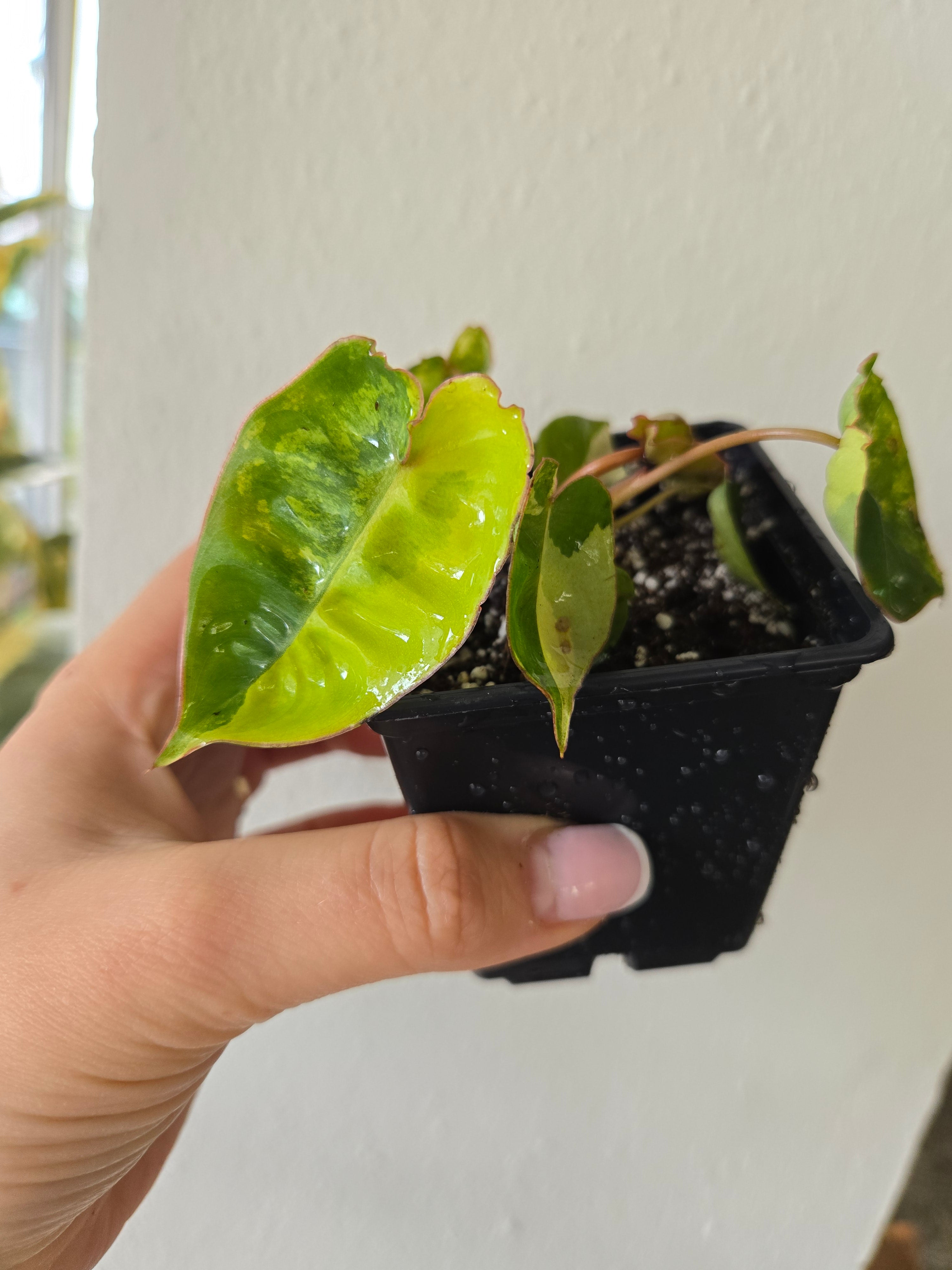 Philodendron Billietiae Variegata Aktion