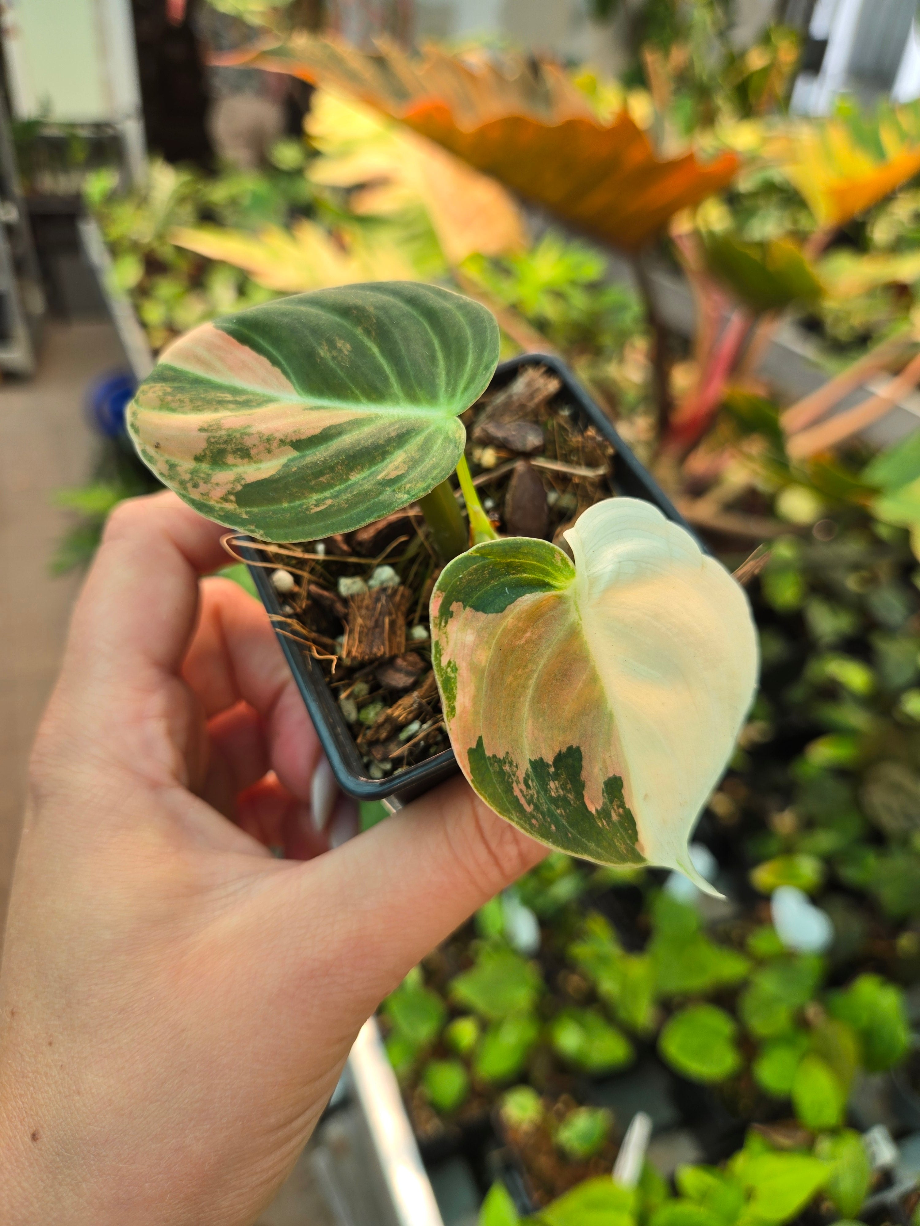 Philodendron Melanochrysum orange pink small