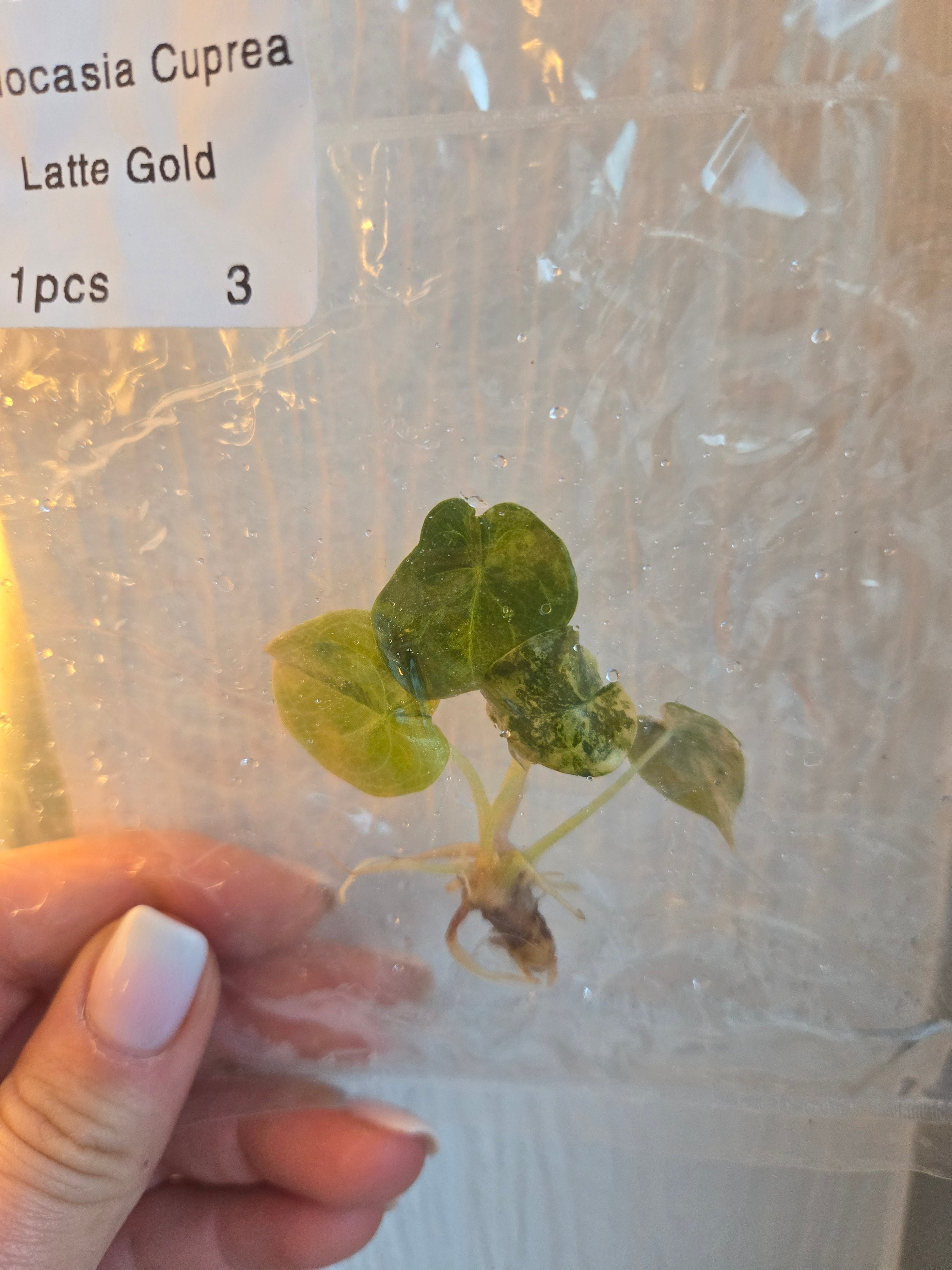 Alocasia Cuprea gold Latte