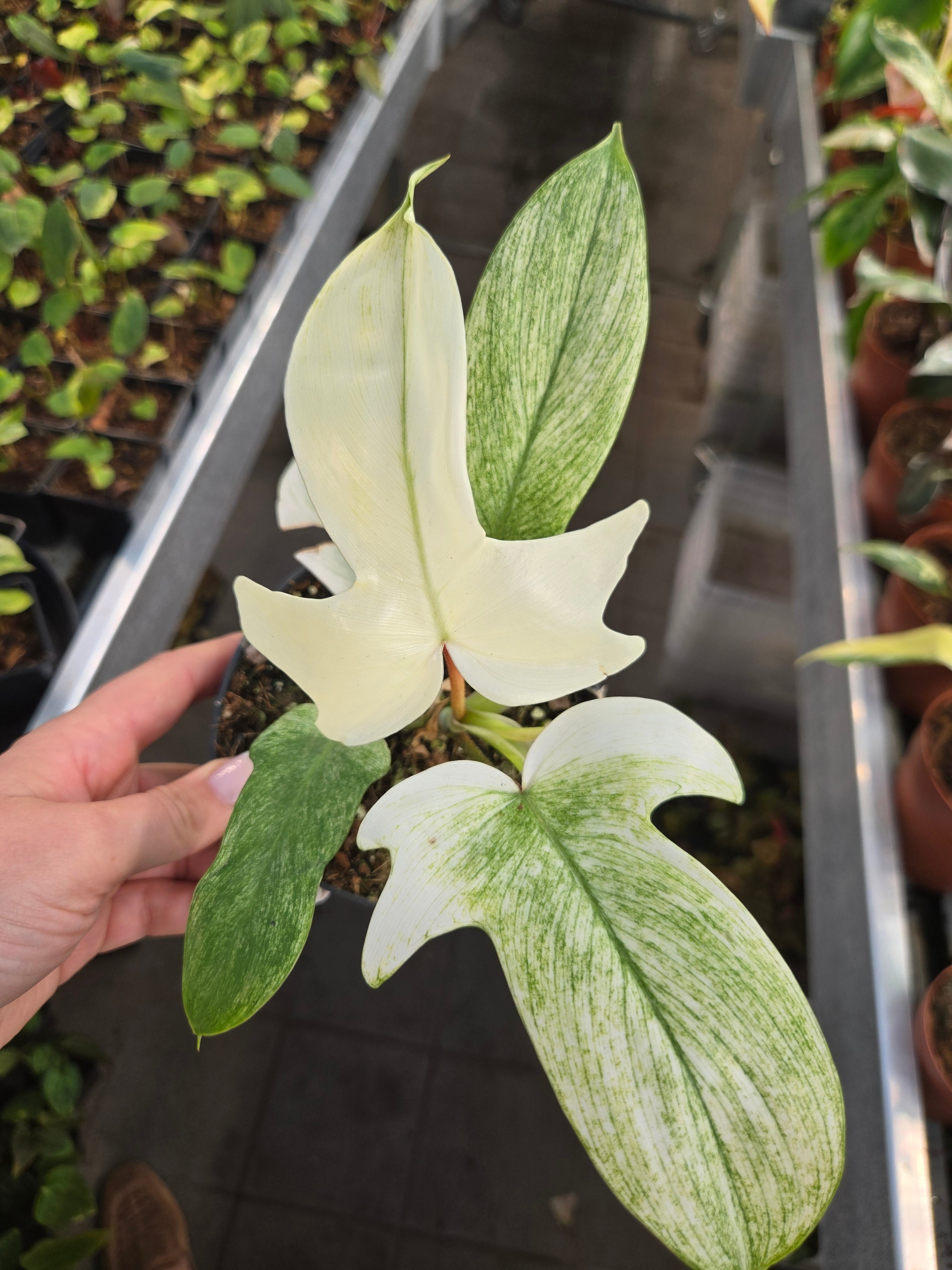 Philodendron Florida Ghost
