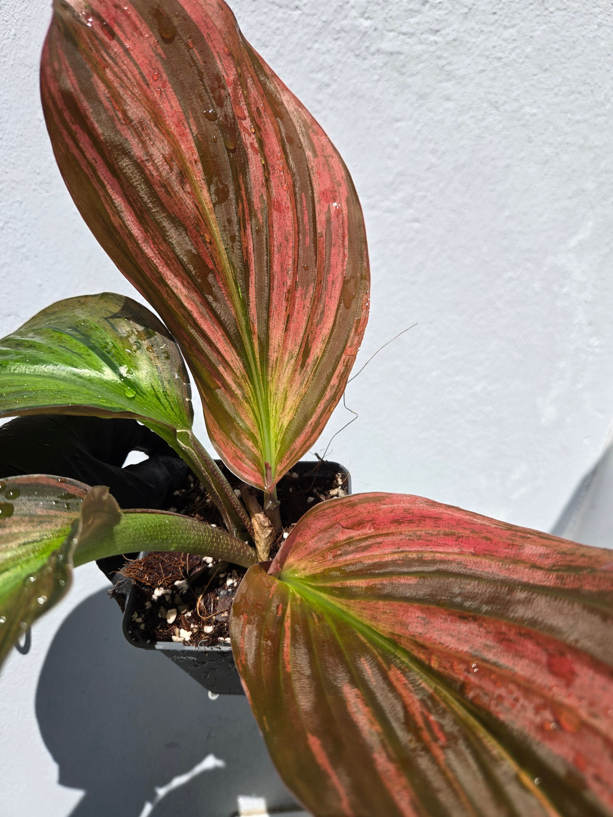 Kaempferia Pulchra Pink Variegated