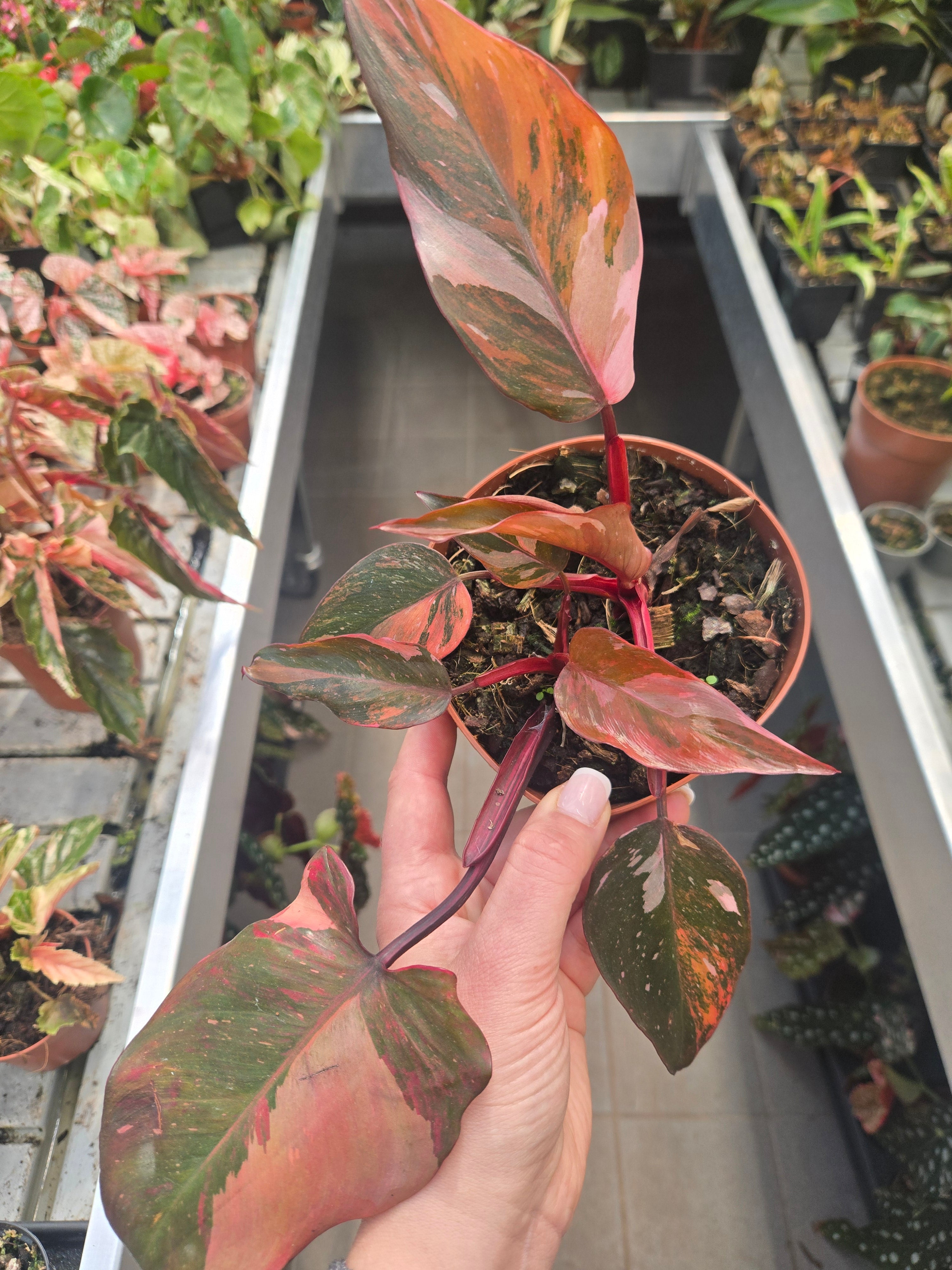 Philodendron Princess of Fire