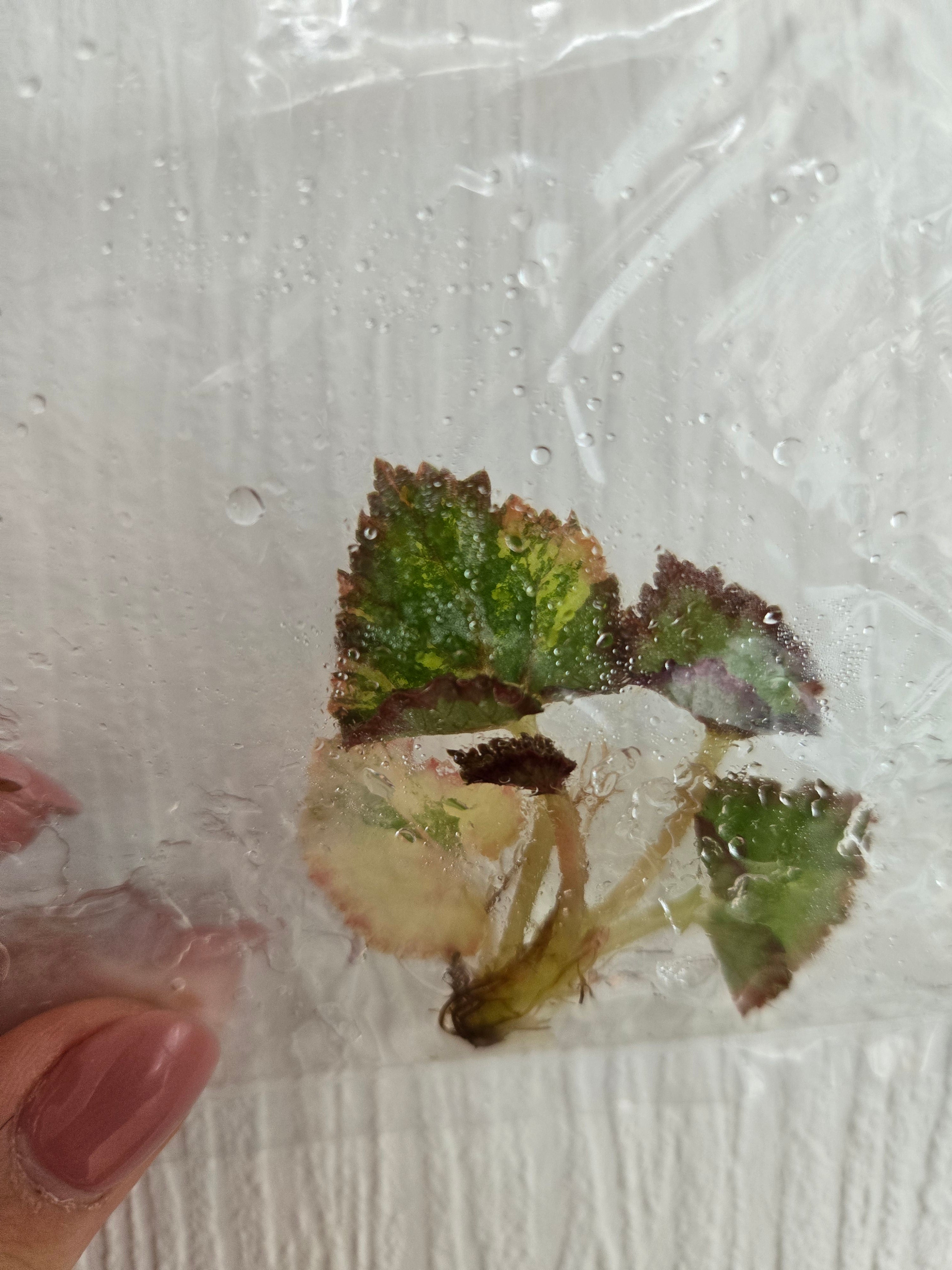 Begonia
Carnival Variegated - TC