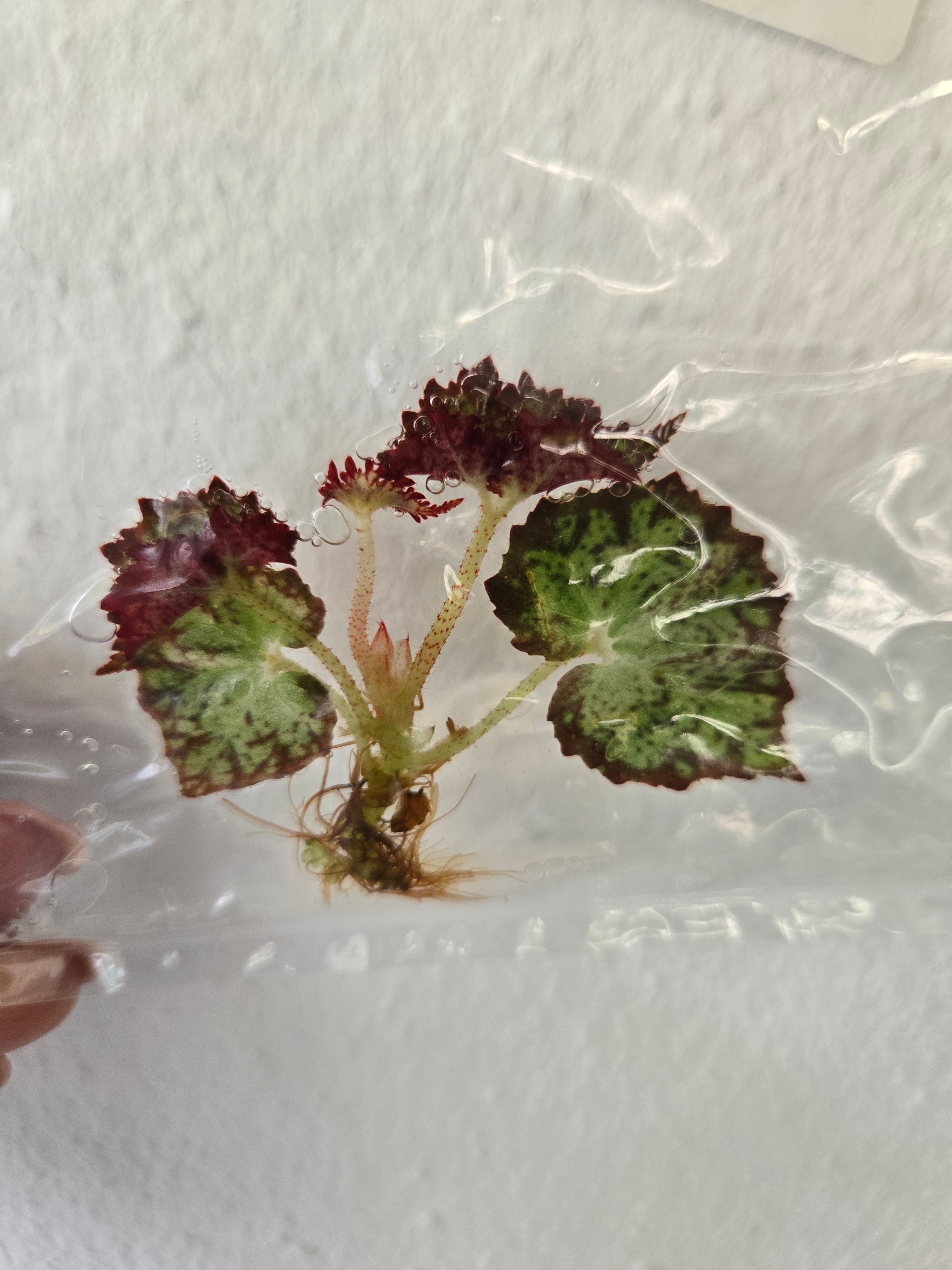 Begonia Pseudoedulis - Tc