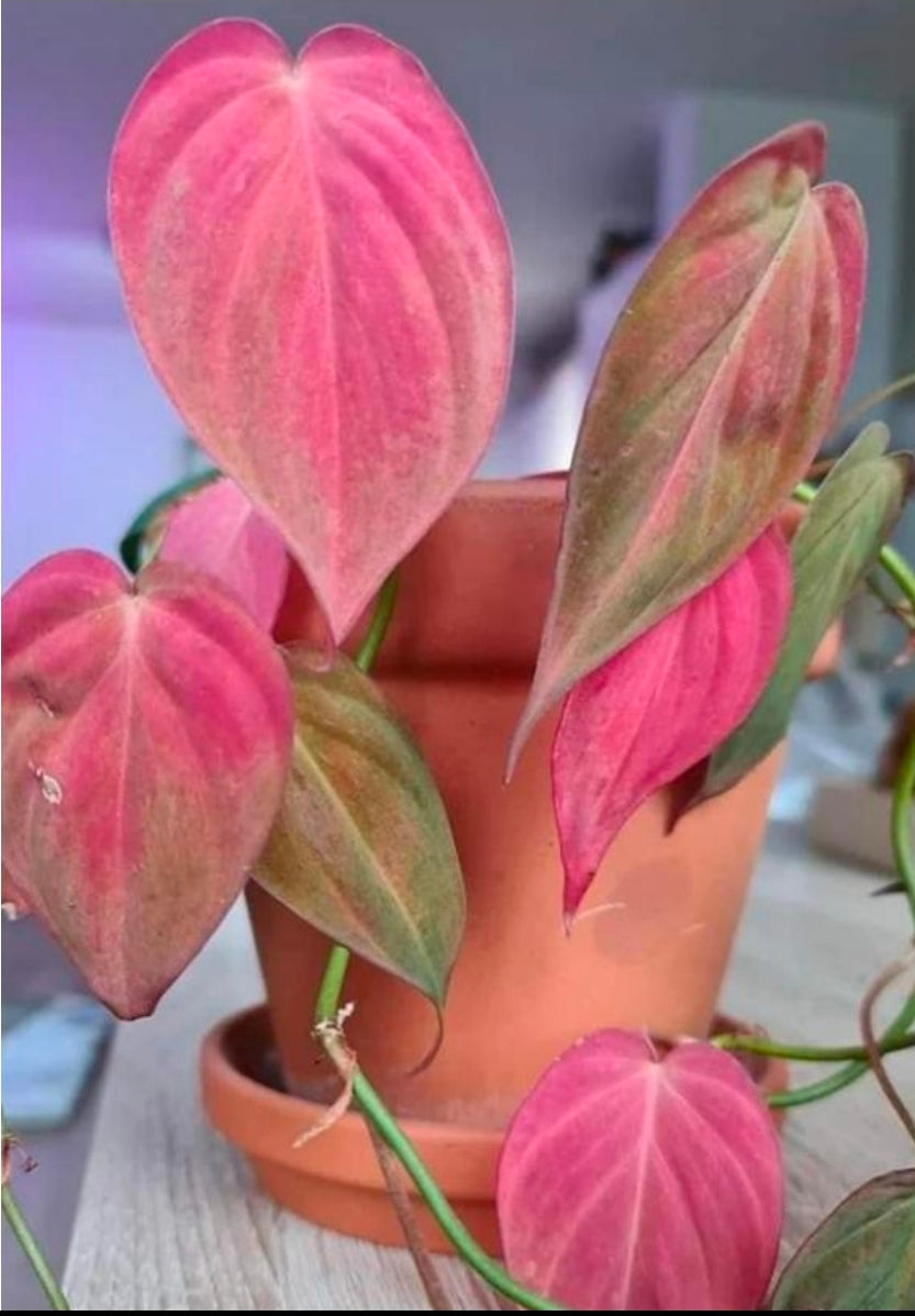 Philodendron Micans Pink Cloud - TC
