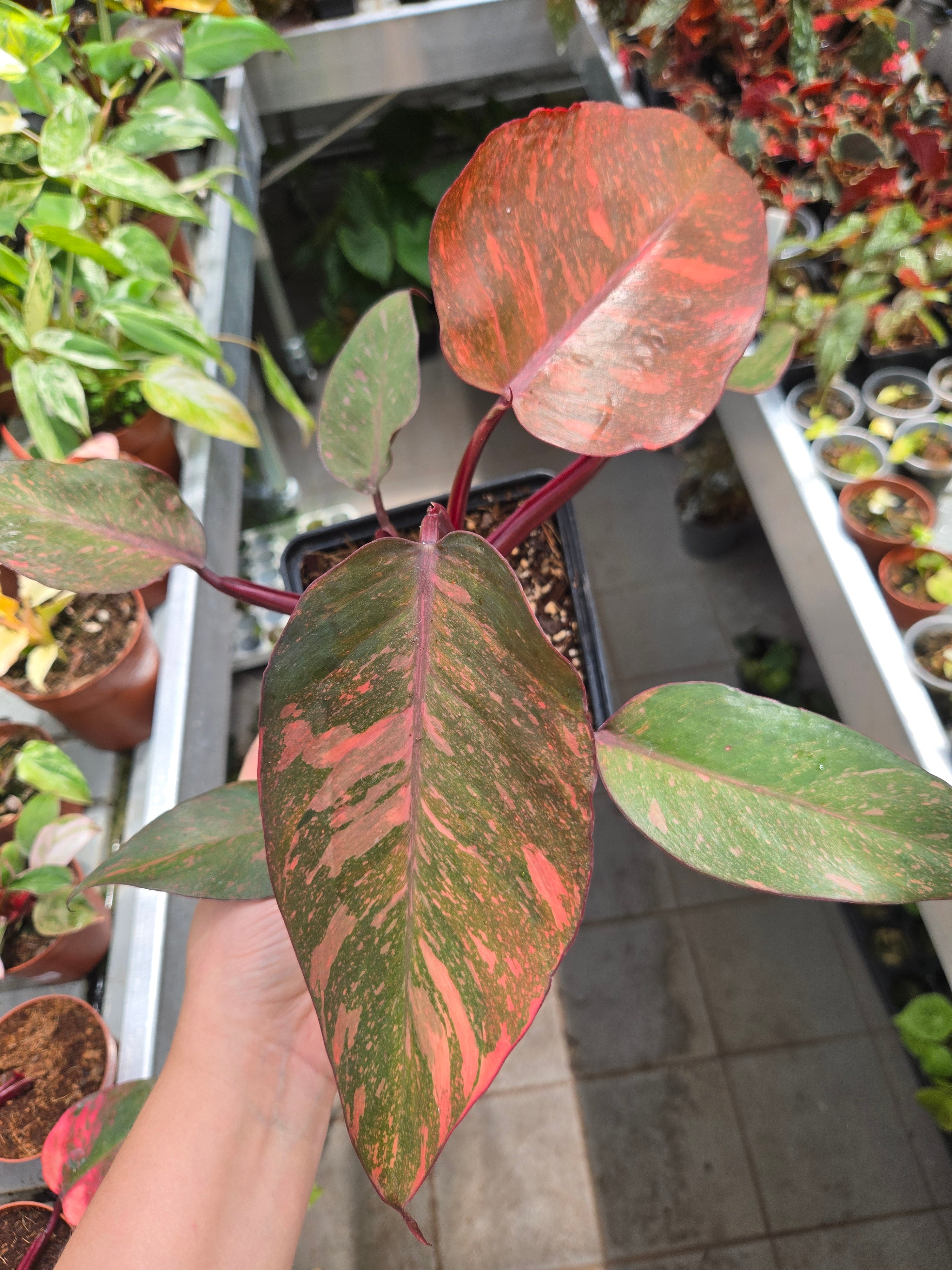 Philodendron Orange Princess Galaxy
