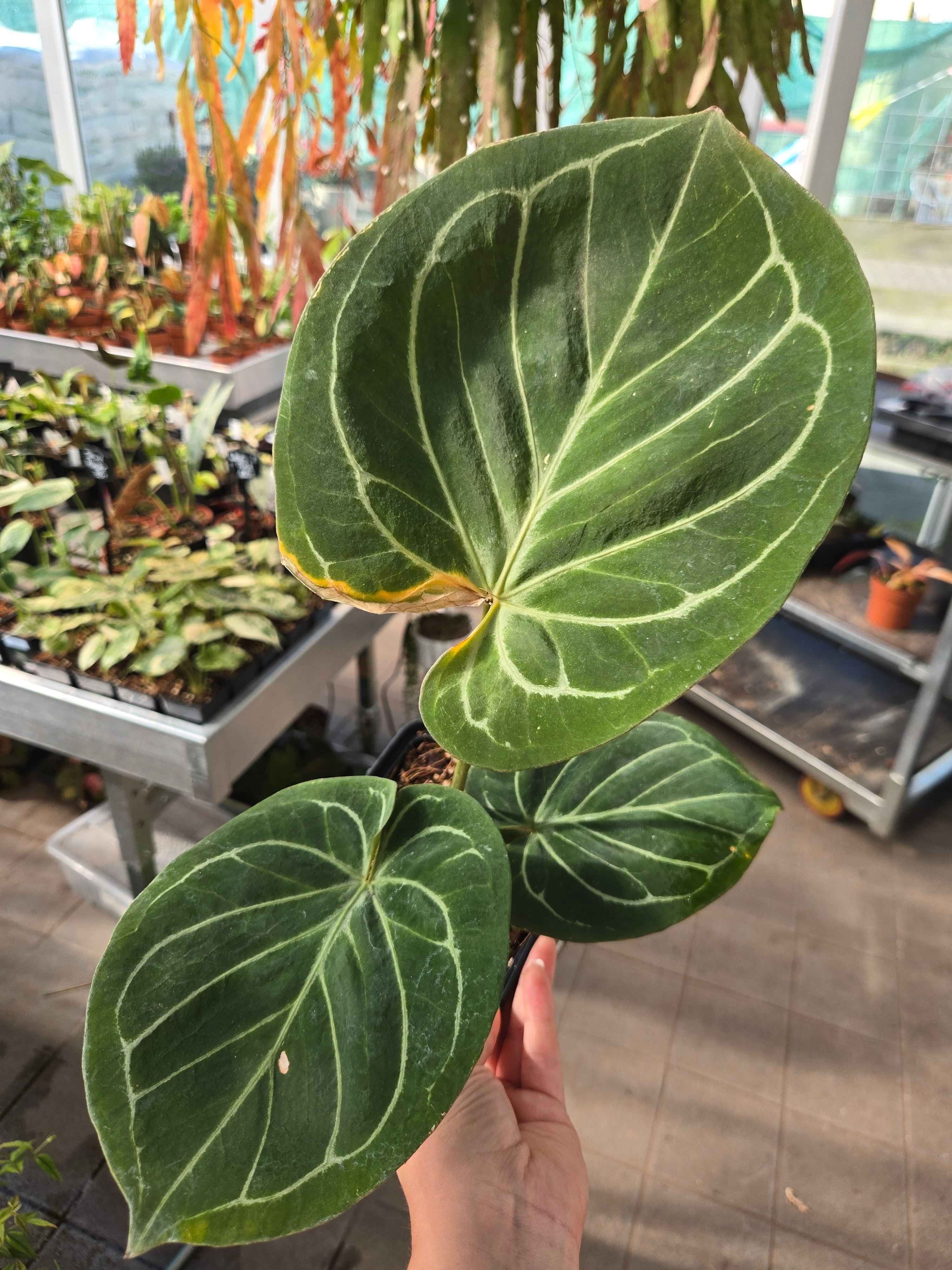 Anthurium King of Spades HU (KOS) big