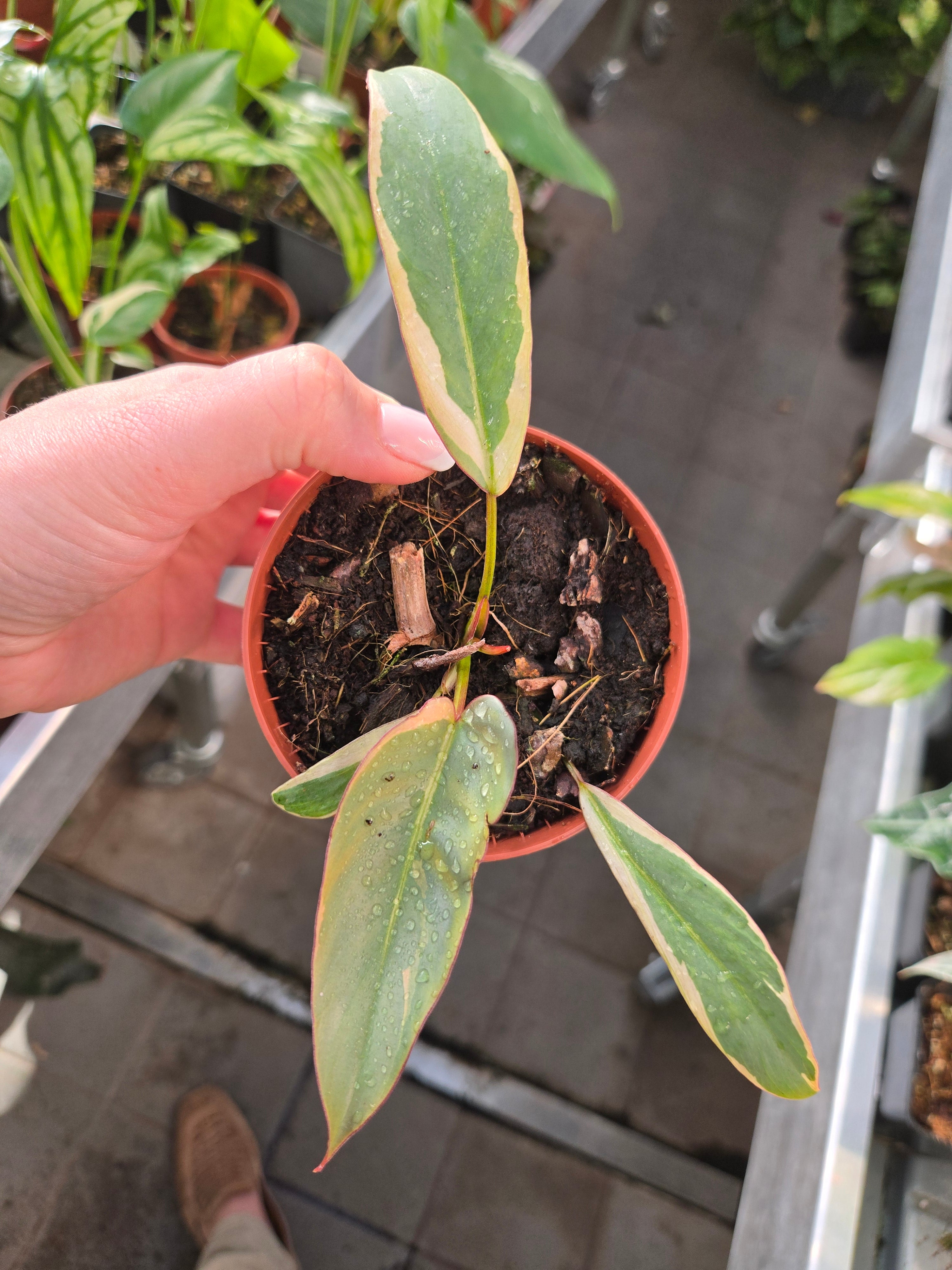 Philodendron Atabapoense Variegata small