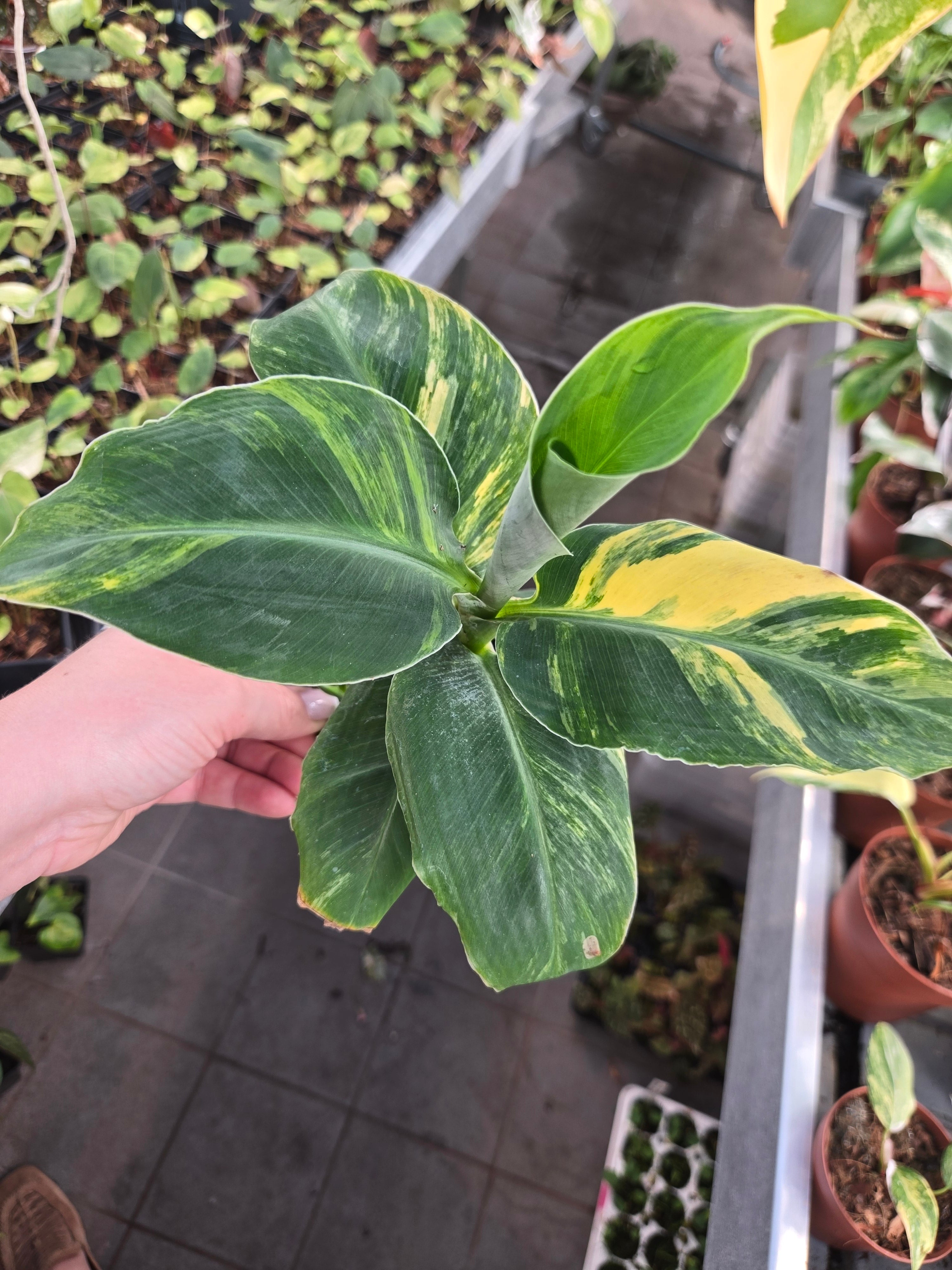 Musa Aurea