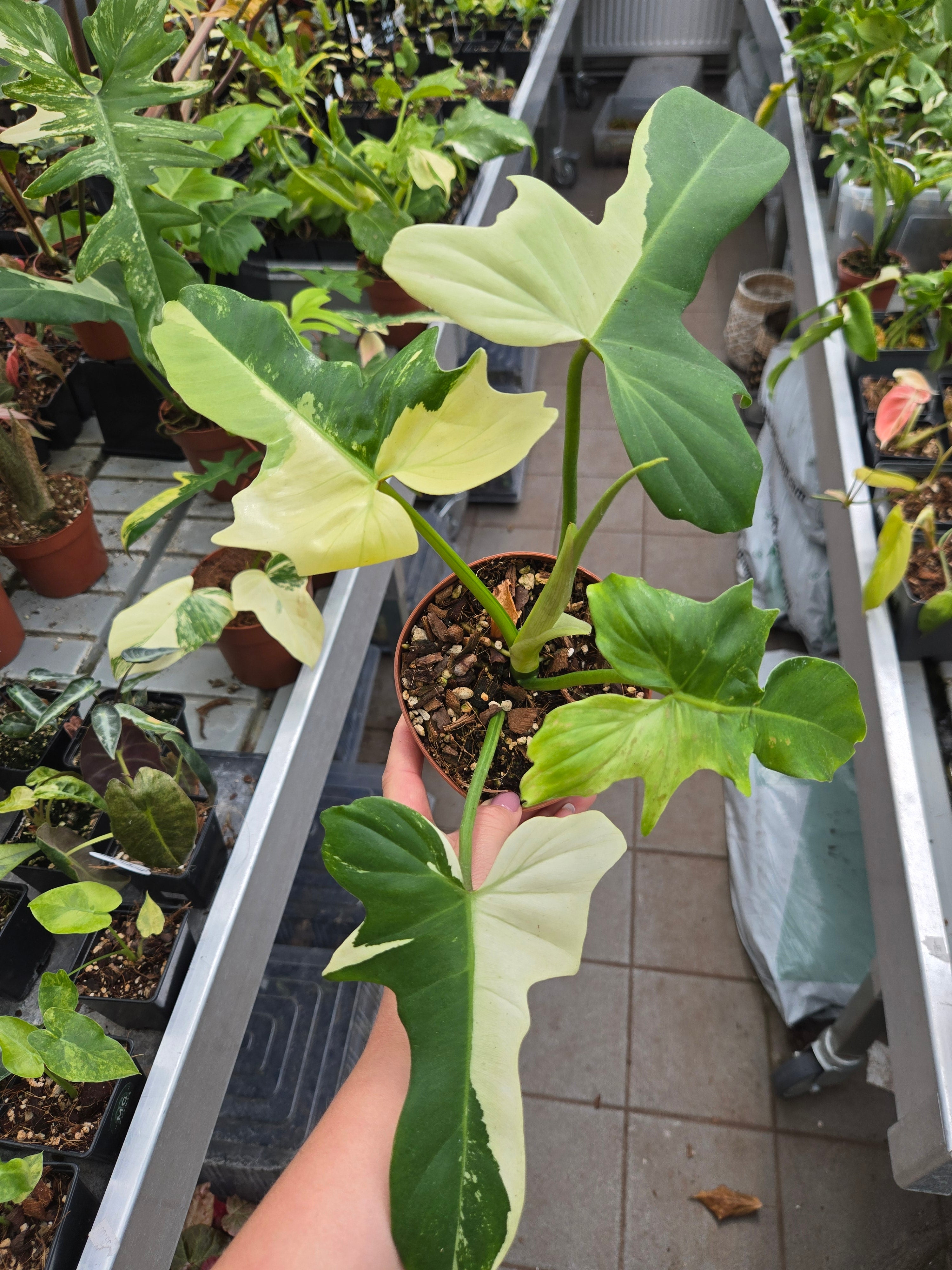 Philodendron Golden Dragon Mint