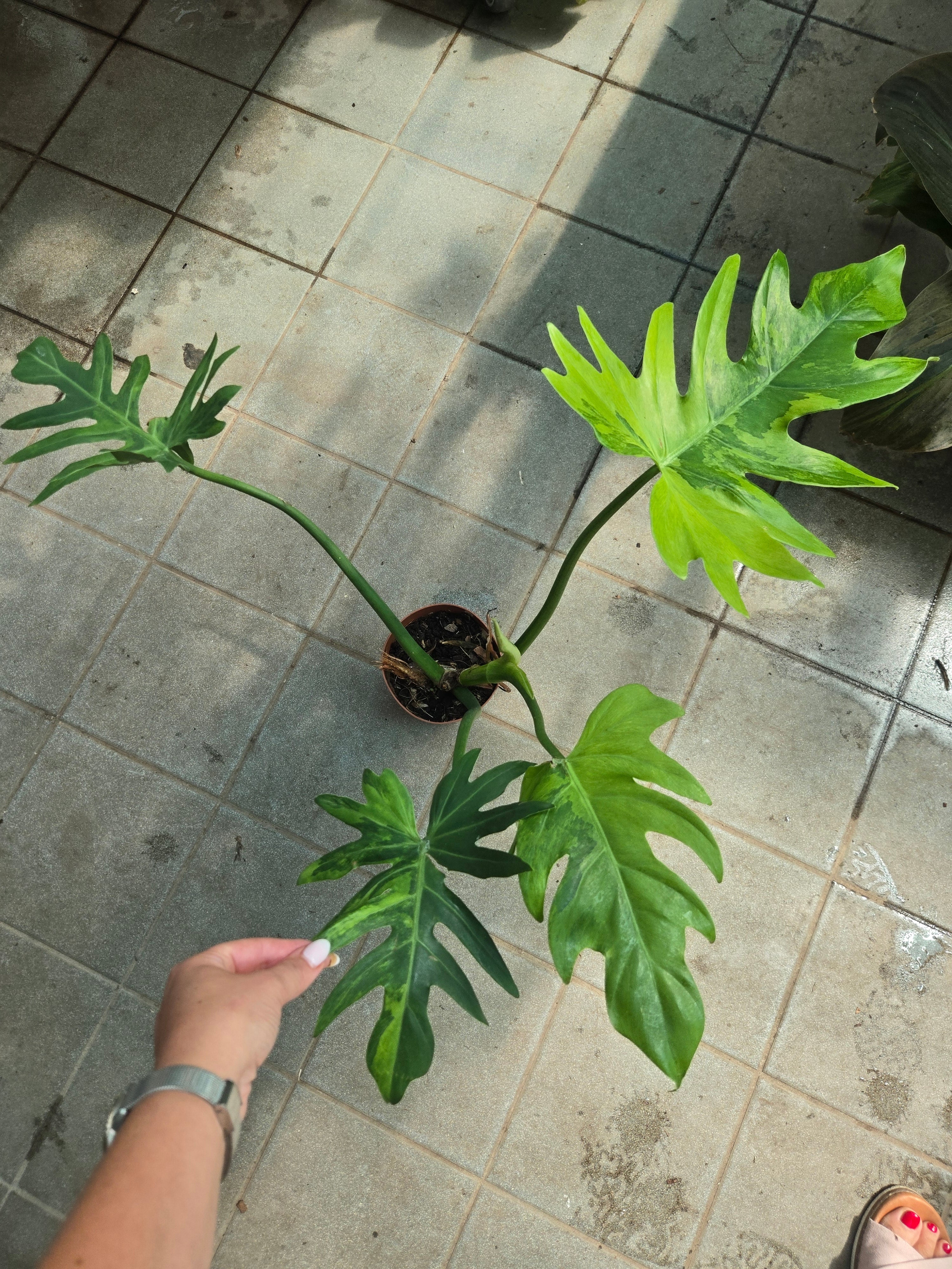 Philodendron Radiatum Variegata