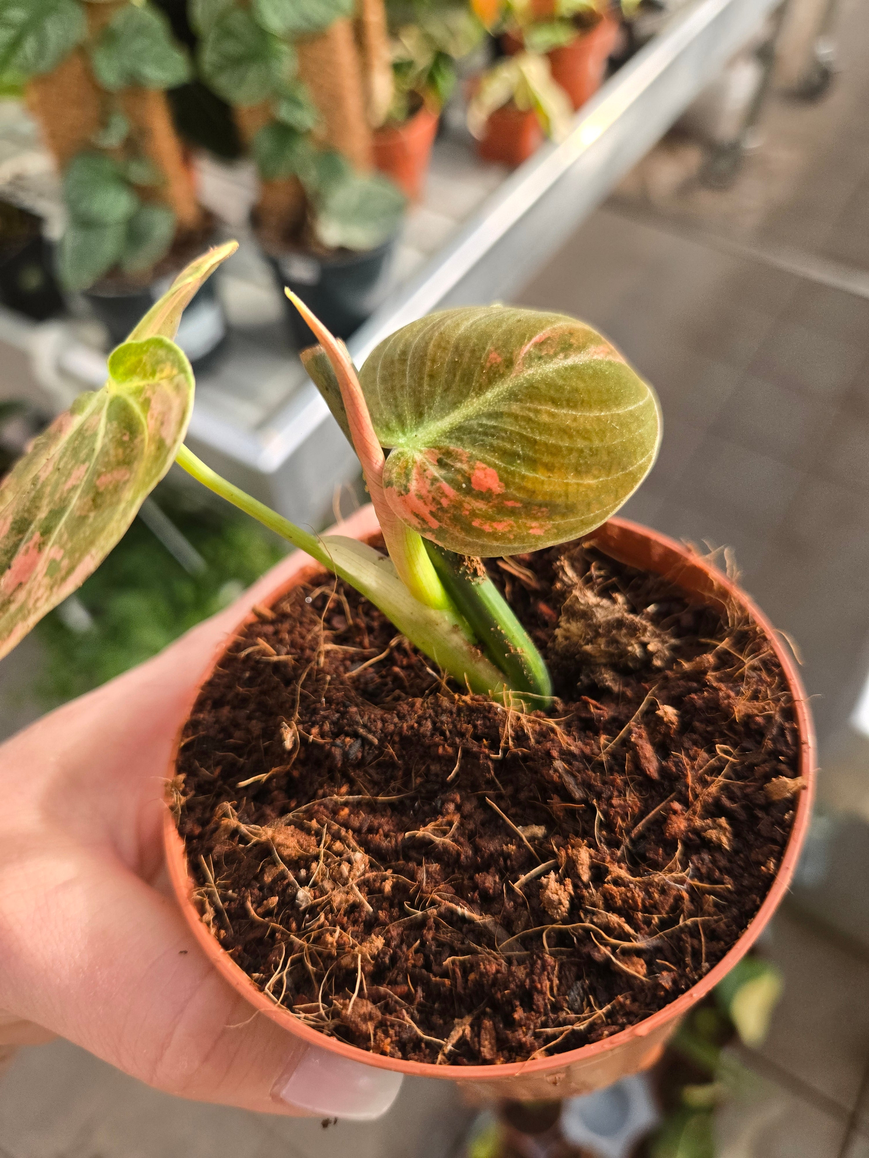 Philodendron Melanchrysum Orange - Pink Variegated