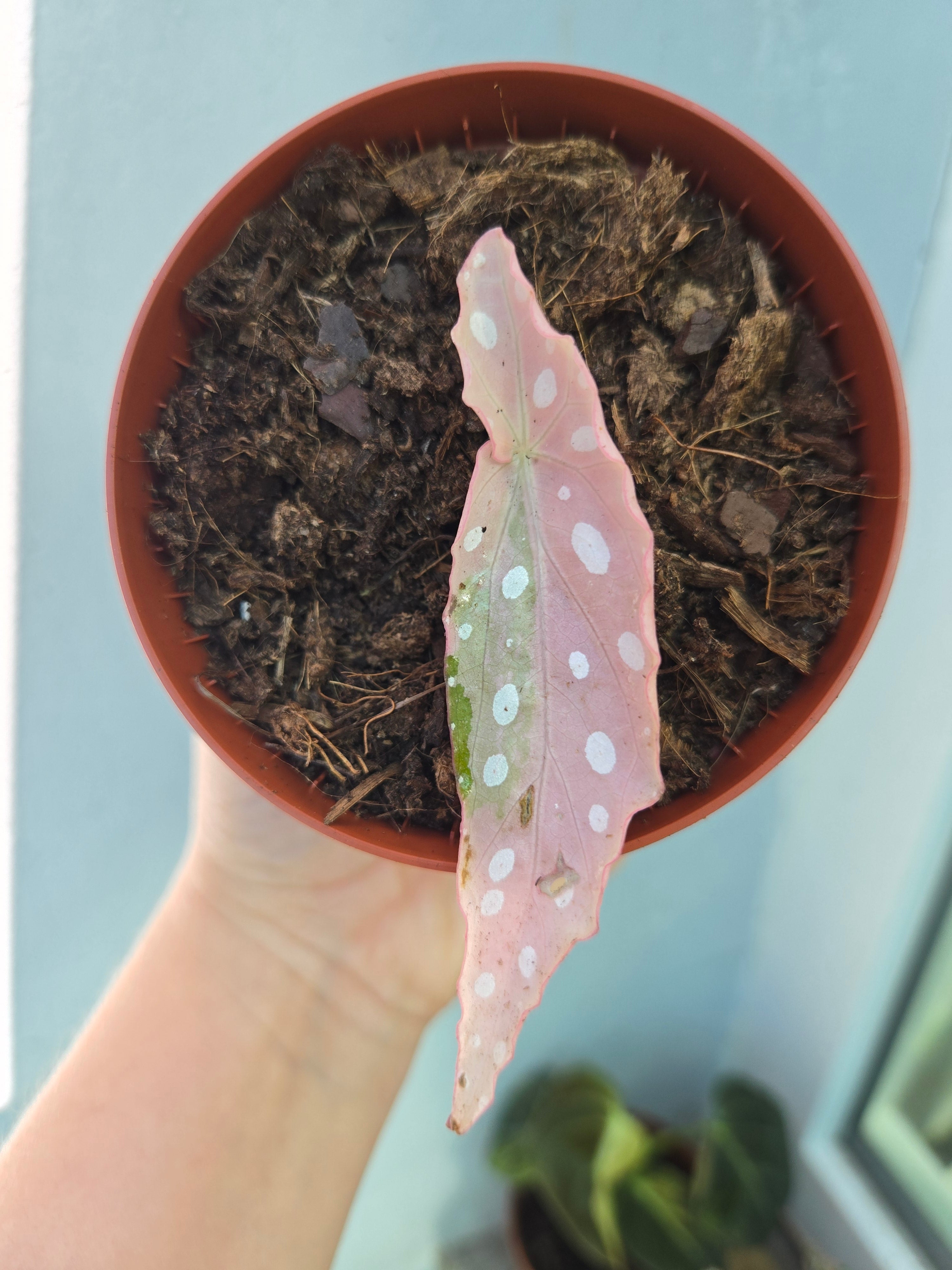 Begonia maculata Variegata