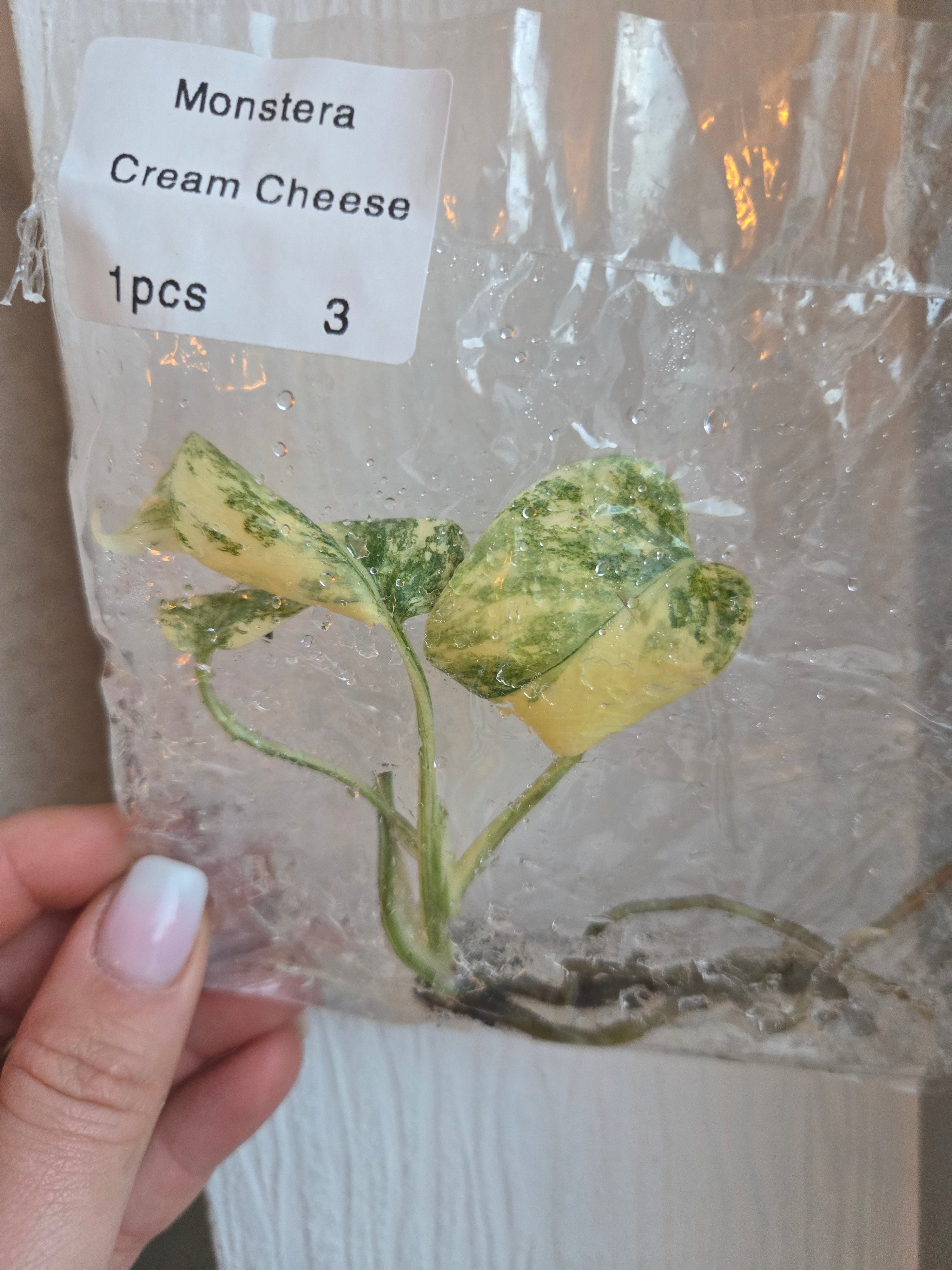 Monstera Cream Cheese - TC