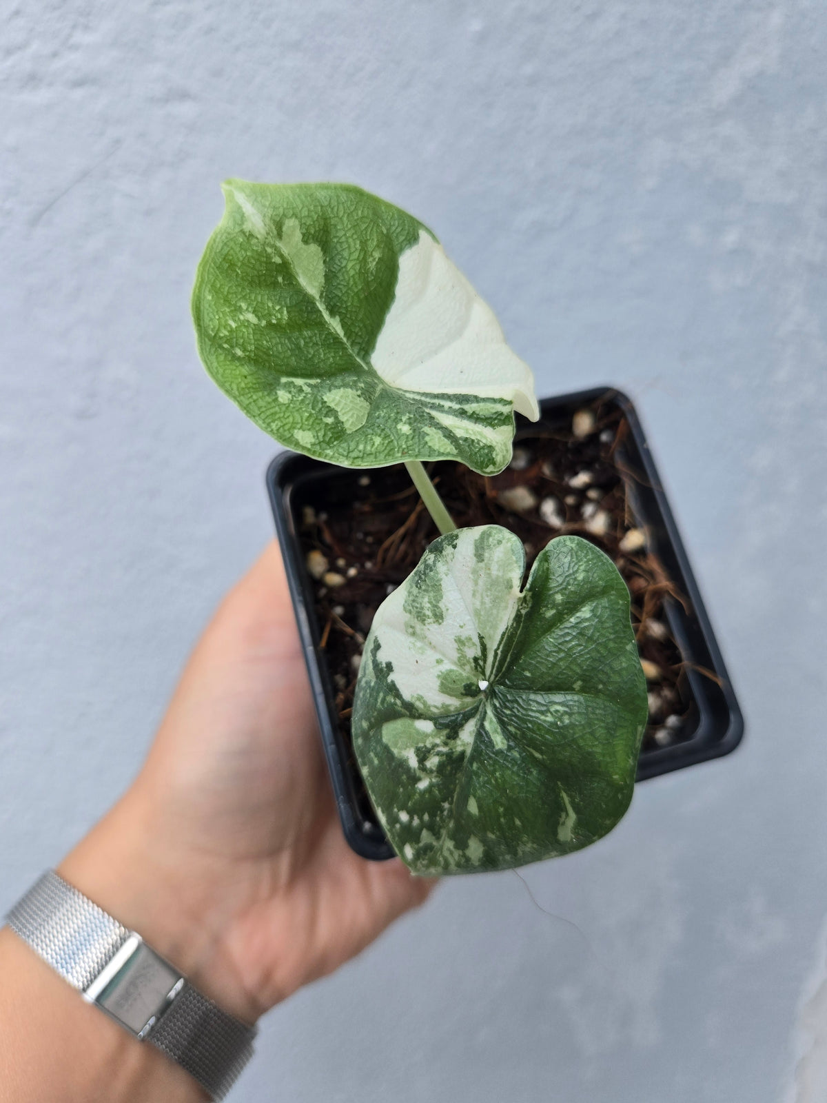 Alocasia Melo Albo