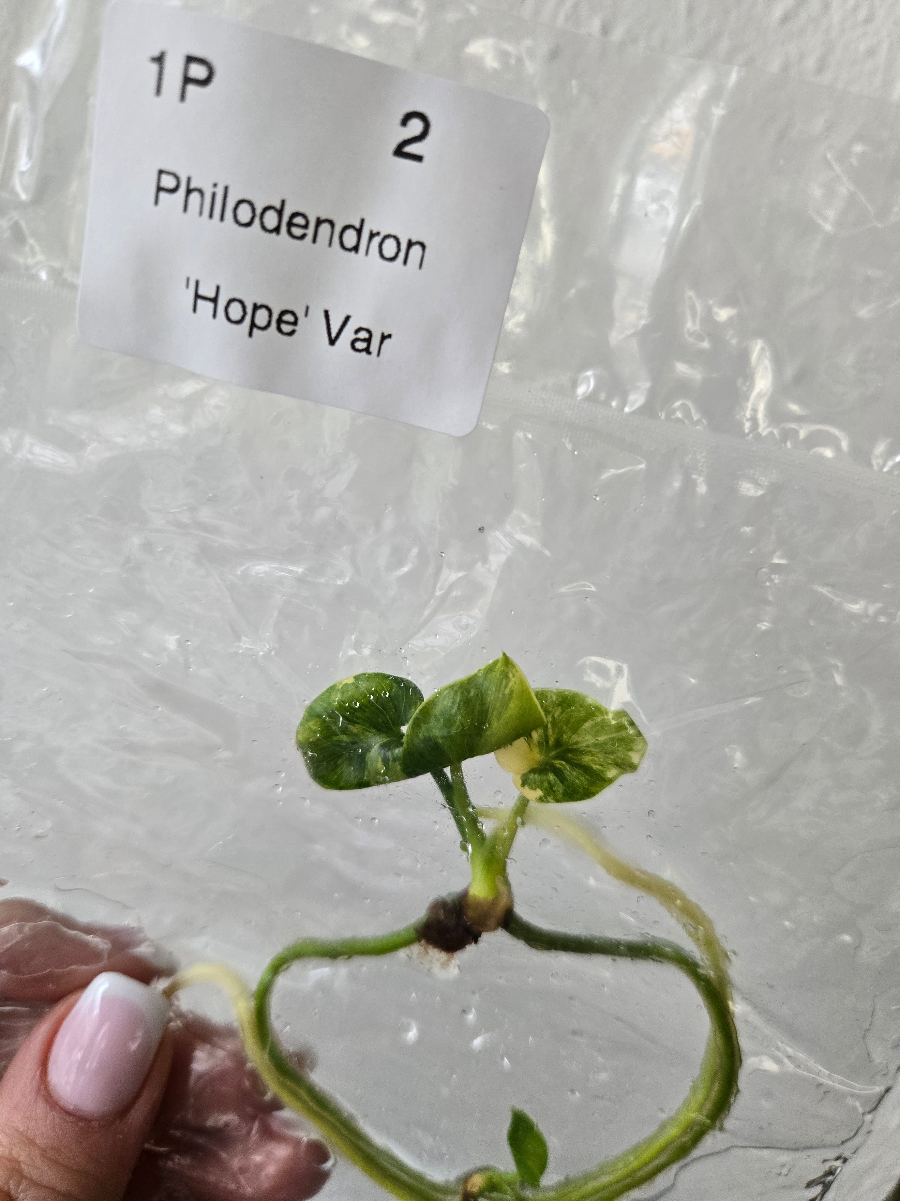 Philodendron 'Hope' Variegata - TC- Tissue Culture