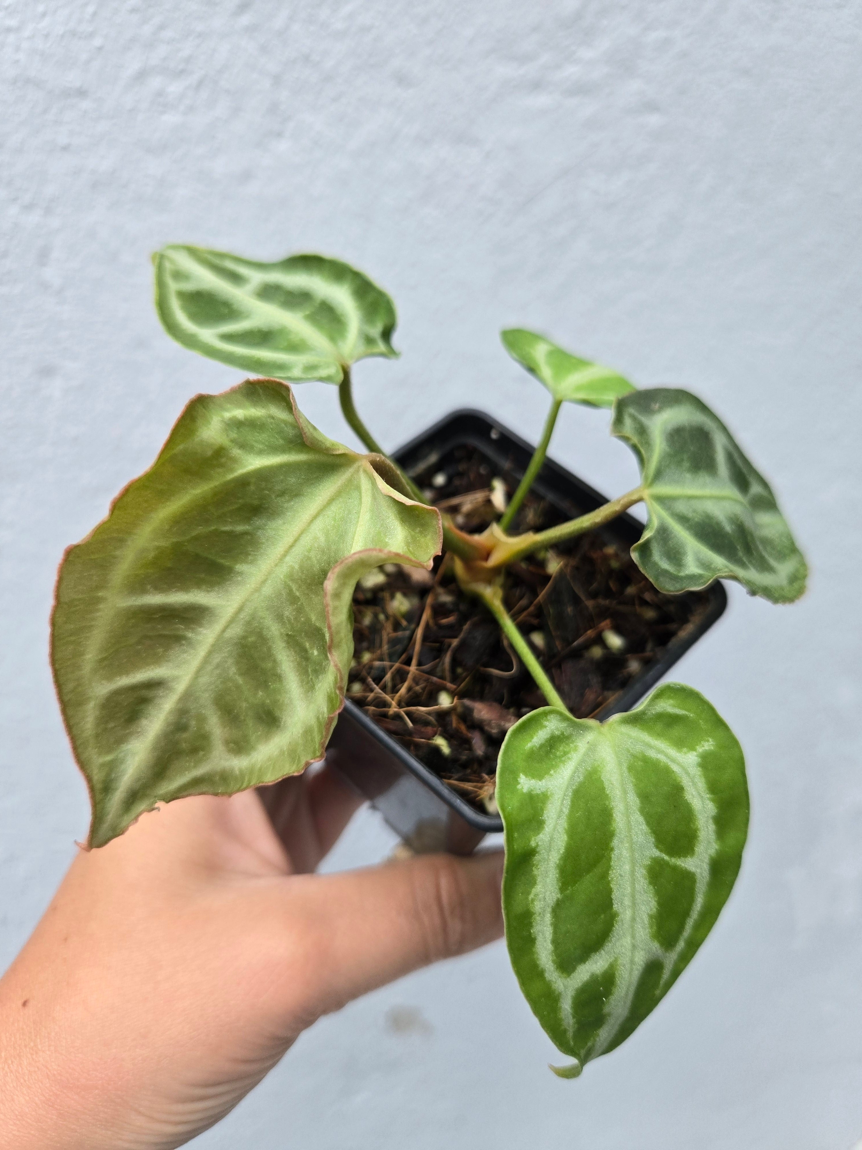 Anthurium Muchlis x Red Crystallinum