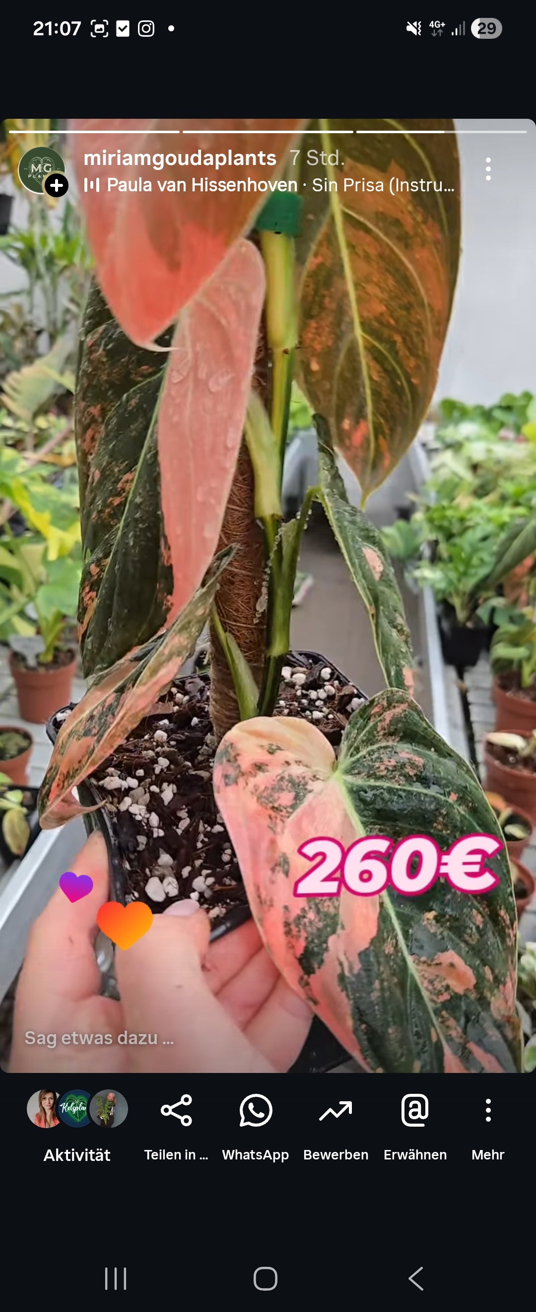 Mela. Orange Pink